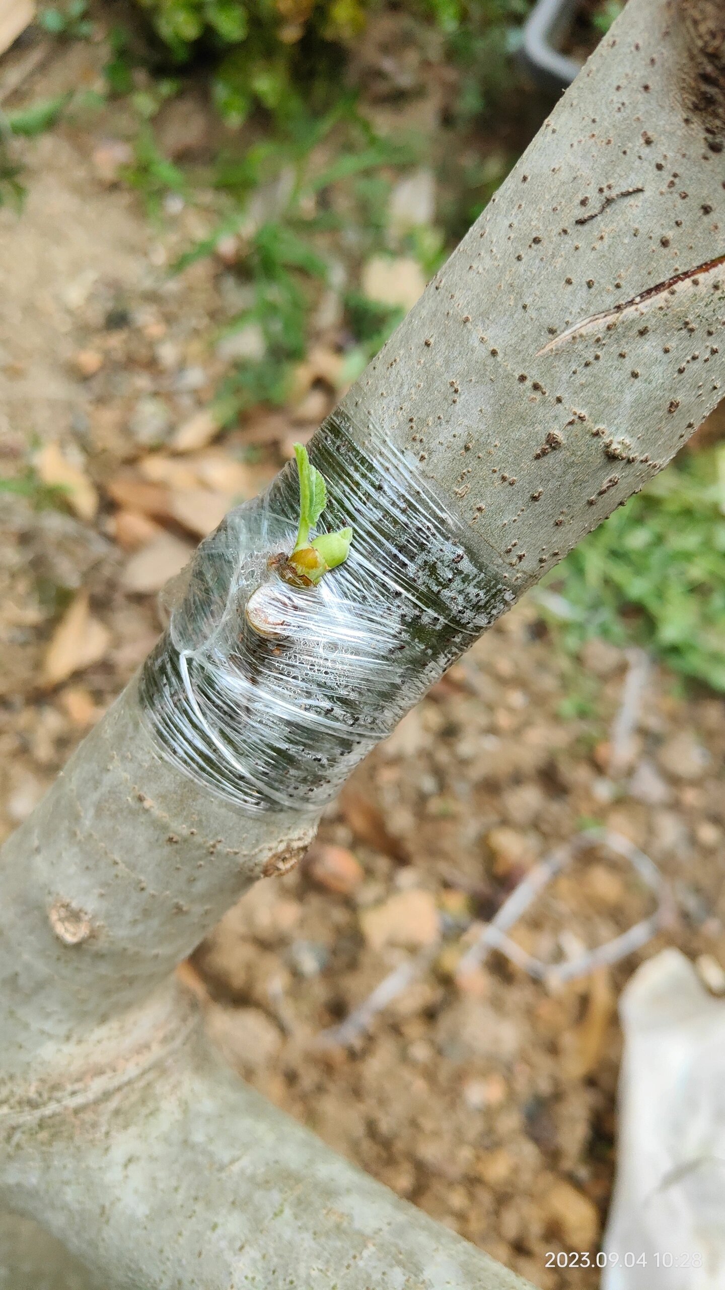 桑树嫁接无花果图片