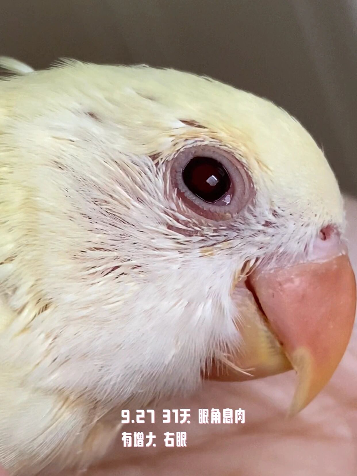牡丹鹦鹉眼睛疾病治疗——结膜炎息肉 汤圆到家第三天9.