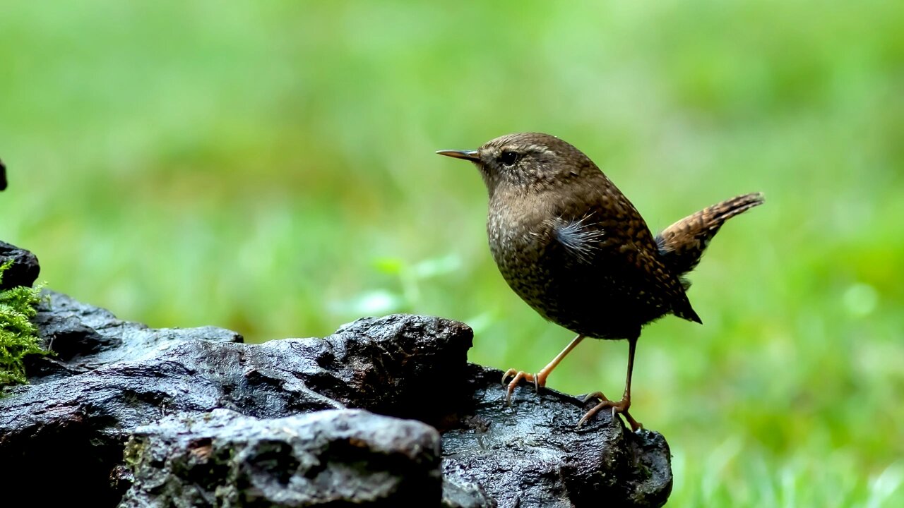 鹪鹩(jiaoliao) 鹪鹩在《中国鸟类野外手册》编号848(学名