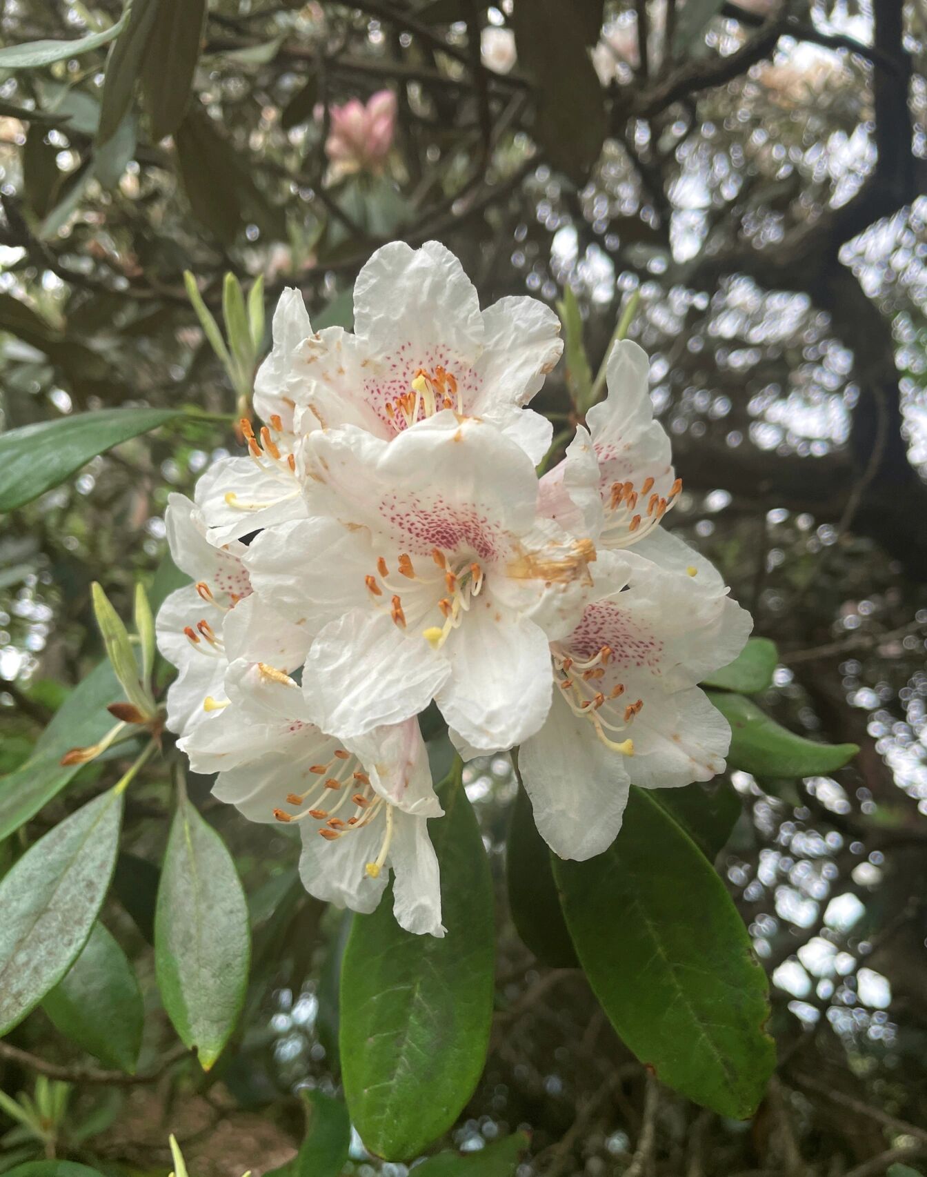 衢州巨龙顶猴头杜鹃