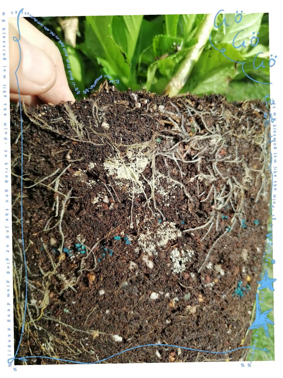 白绢病     绣球满根打算换盆,结果看到了"白绢病",实验用生物菌剂哈