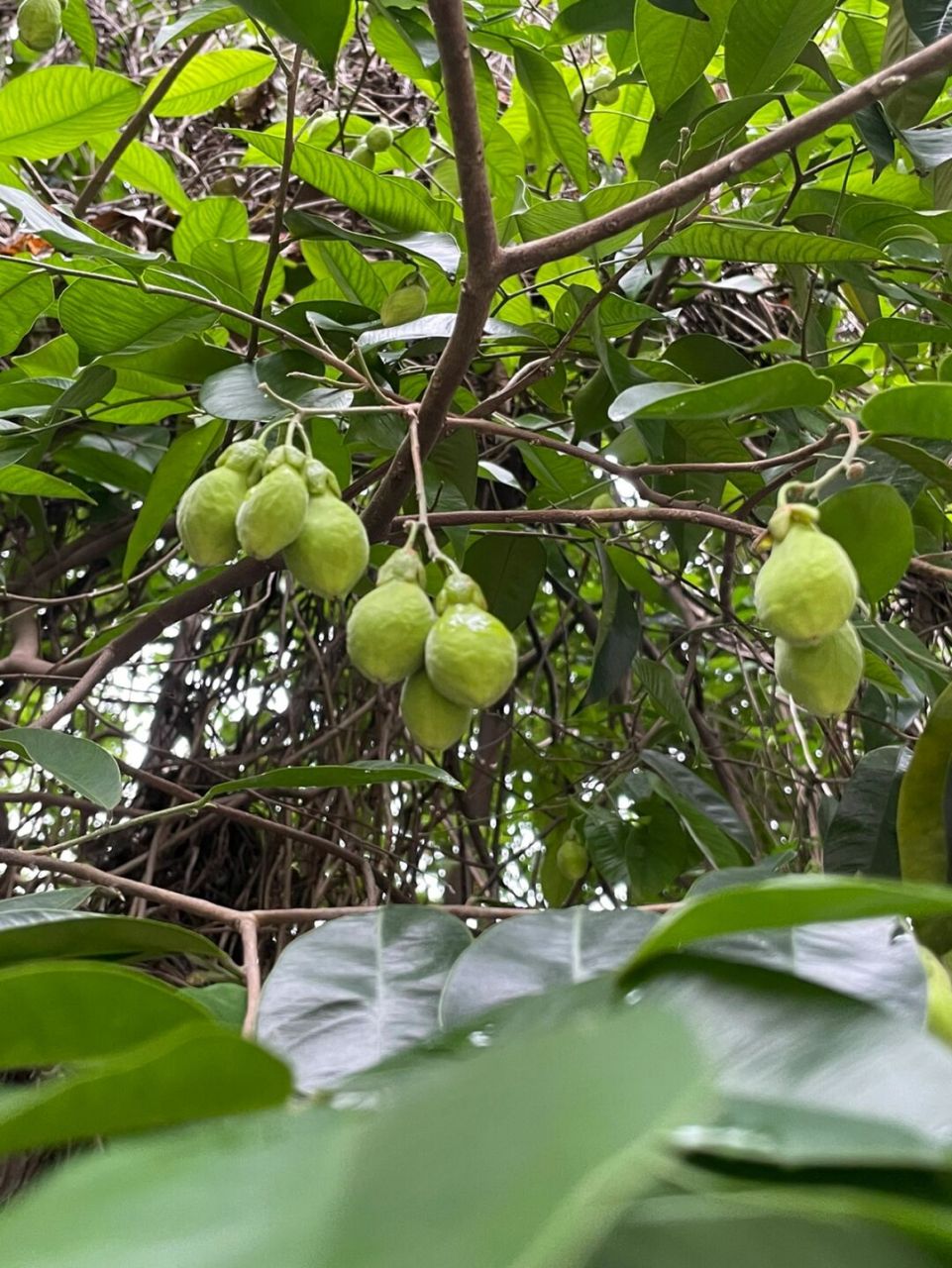 原来这个叫土沉香 昨天走过巷子的时候发现了满树的这个果子.