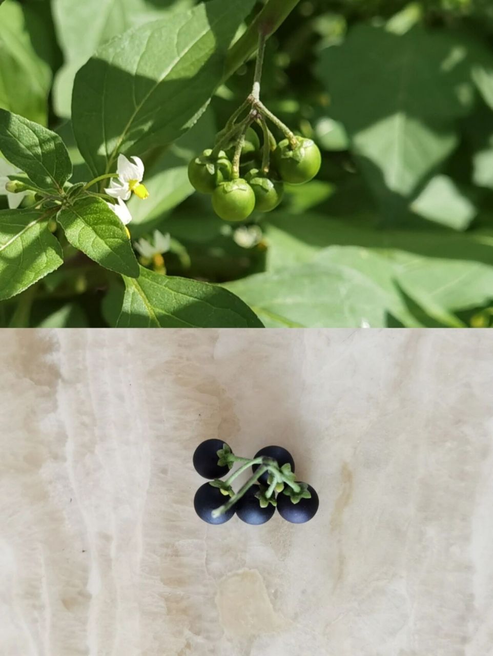 黑龙江常见野生水果 这种野生浆果在我们这里叫黑悠悠,有的地方叫黑