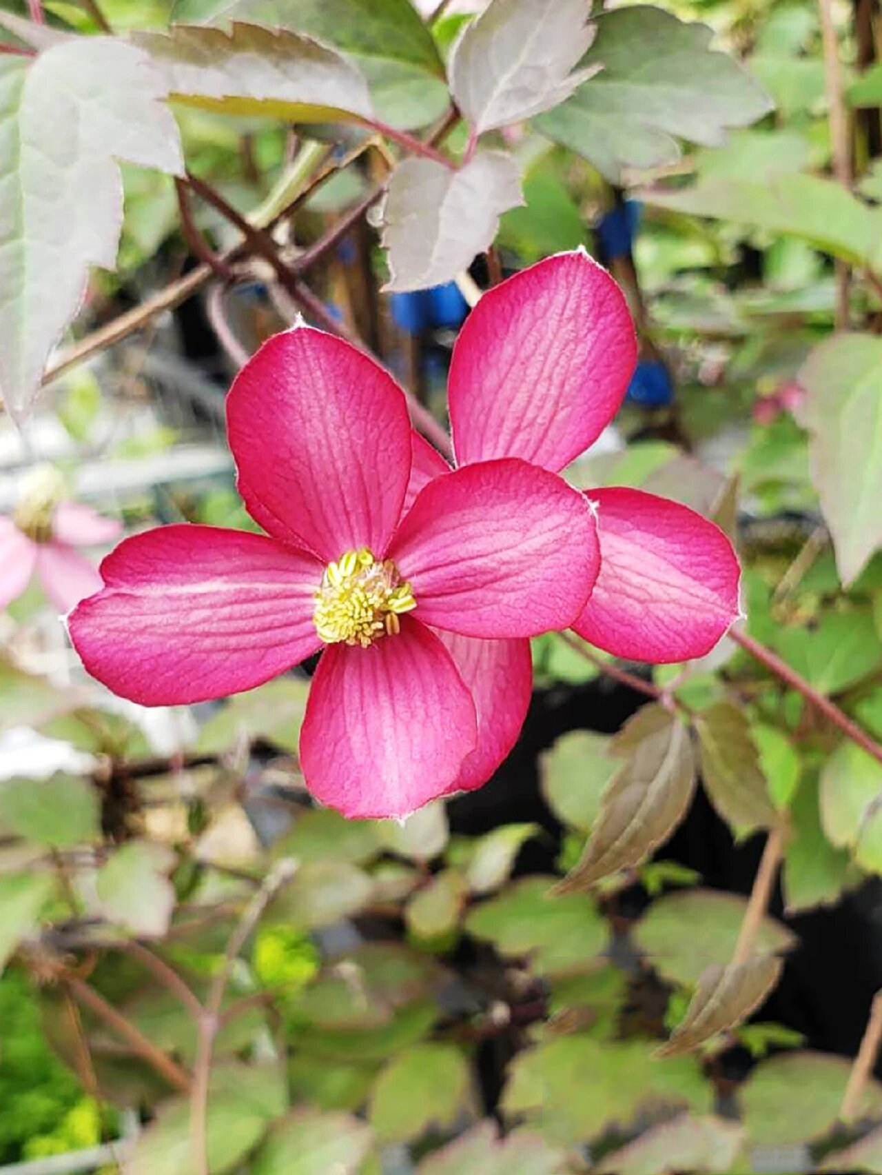 蒙大拿组铁线莲介绍(三) 梵高 同样为蒙大拿系列的铁线莲 有着深红色