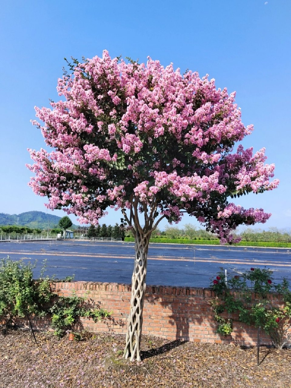 高杆紫薇修剪技术简介 高杆紫薇于夏季开花,而且天越热开花越旺,是