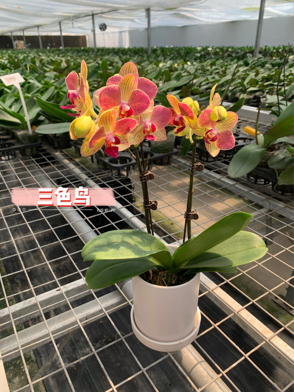 三色鸟～一款获奖的蝴蝶兰 三色鸟确实是兰展上获奖的品种哦,有人亲切