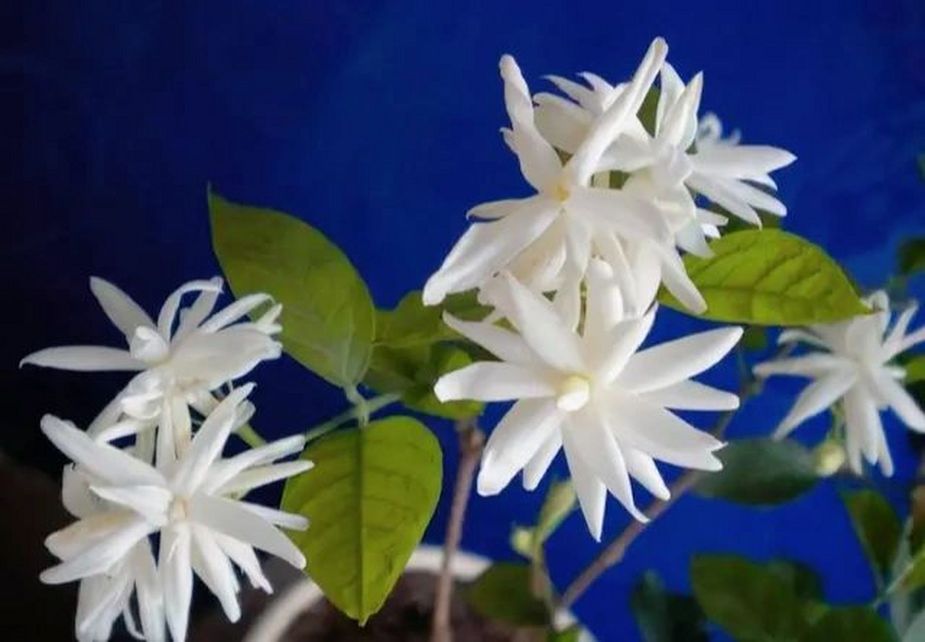 "天下第一香"笔尖茉莉 茉莉花中最香品种 茉莉花是著名的芳香植物,有"