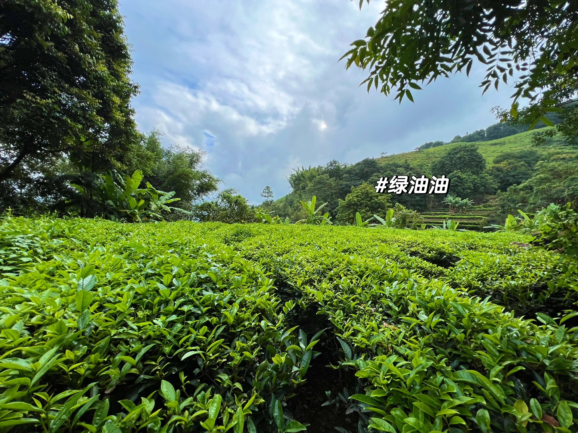 揭阳市揭东区新亨镇五房村红色茶乡 站在高高的山顶向下望去,整个茶园
