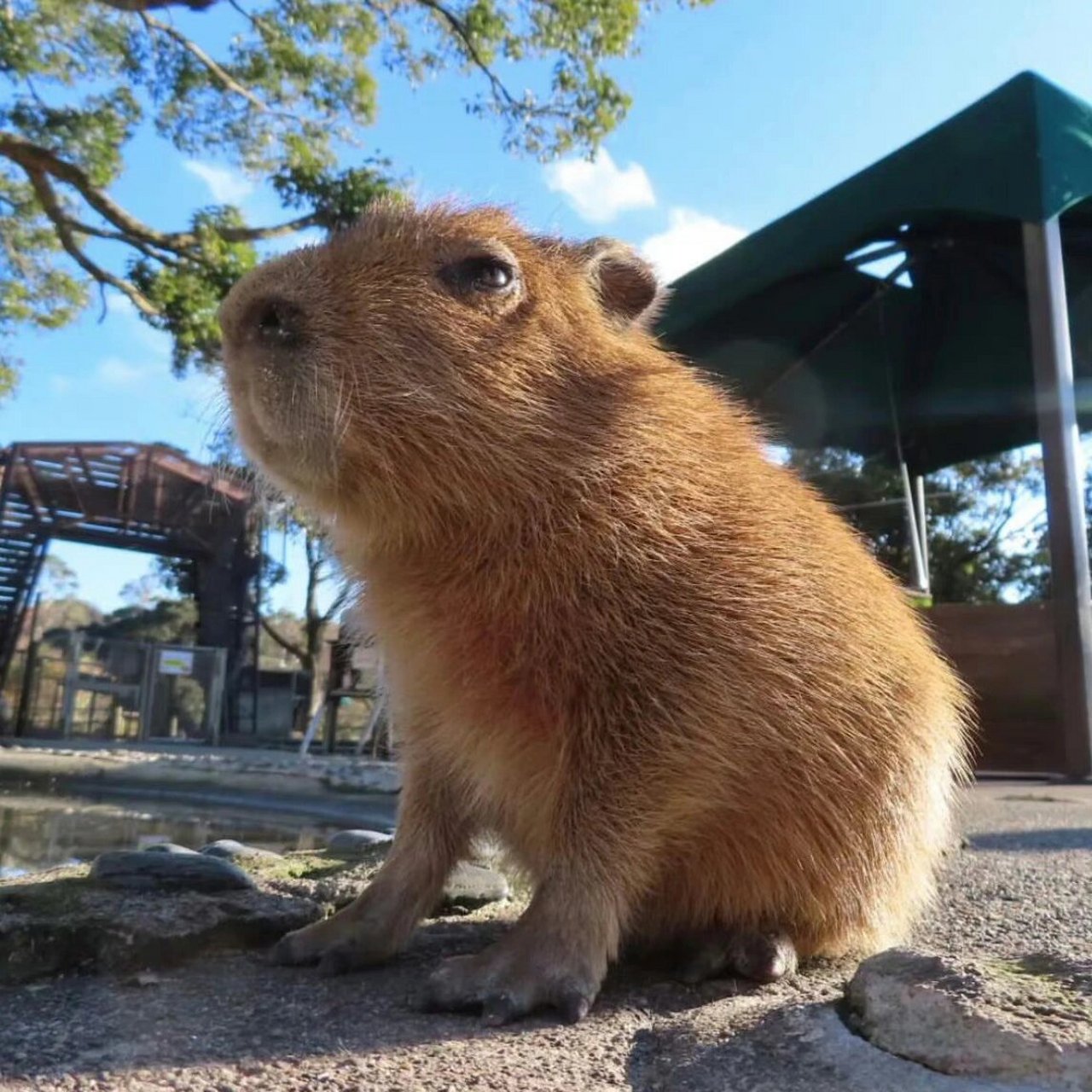 杭州哪里有水豚看啊 杭州哪里可以看水豚,可爱鼠了