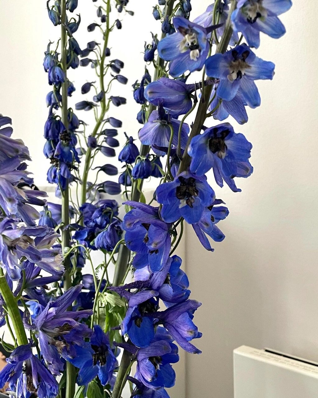 象征自由的花花 #养花日记