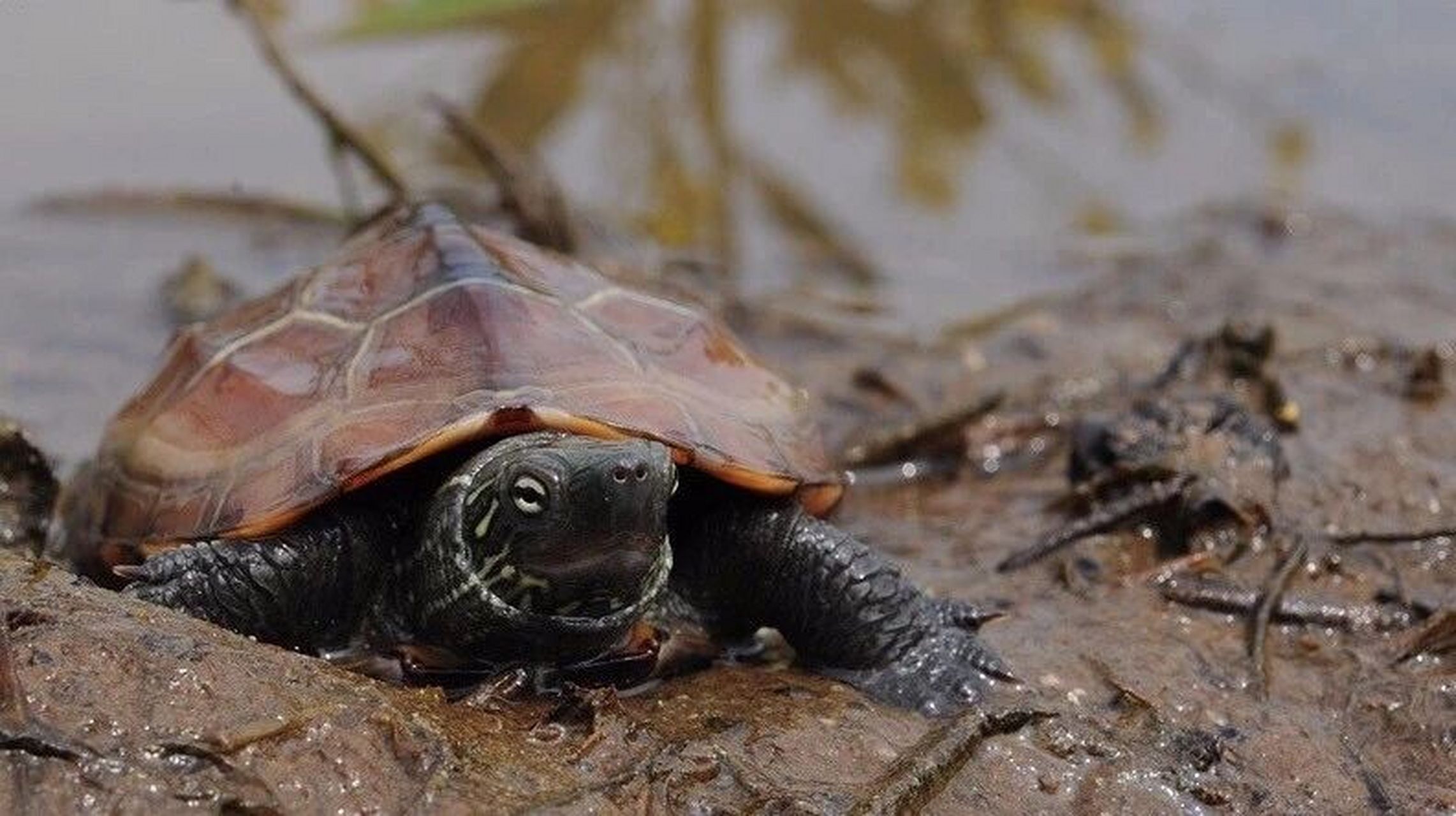 中华草龟丨国龟魅力无限,独领风骚数百年 草龟学名