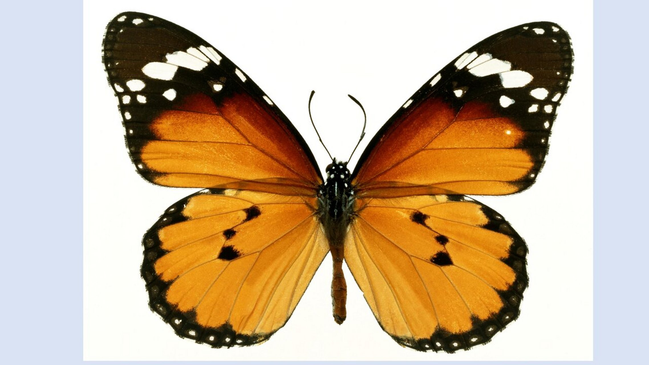 中班科学活动《美丽的蝴蝶》ppt 0202 中班科学活动:美丽的蝴蝶花