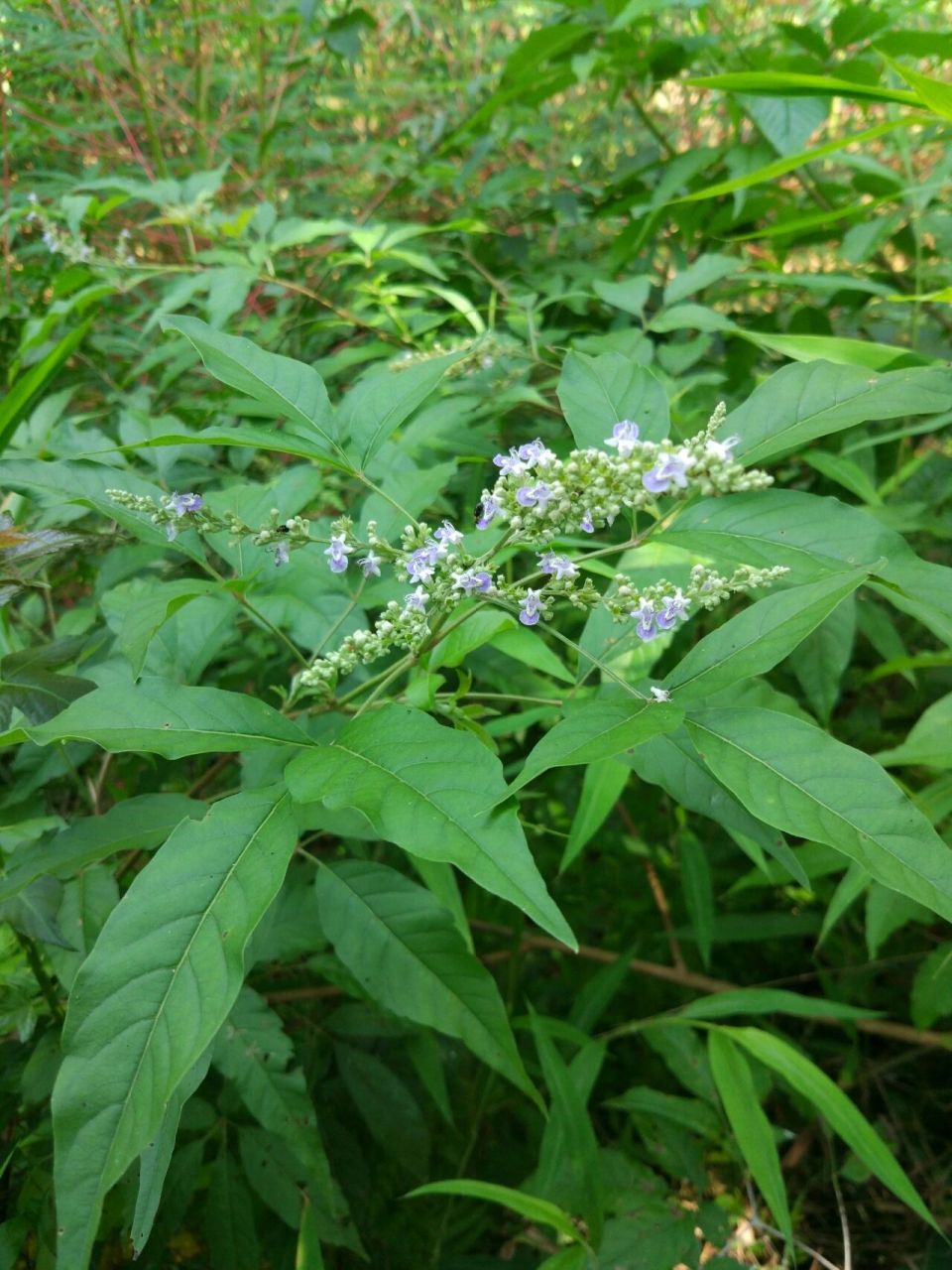 黄荆 极品图片