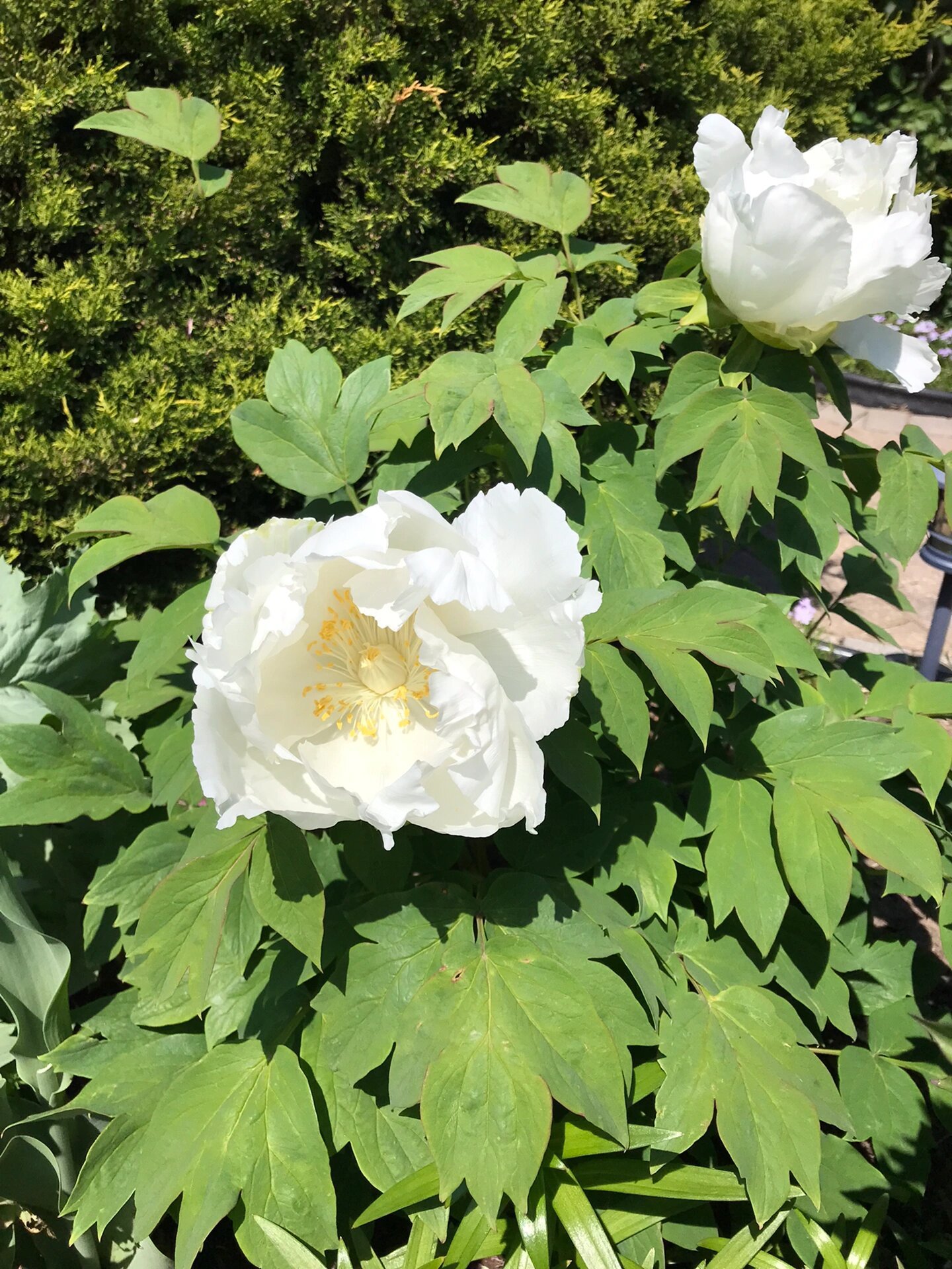 白牡丹开花 tree peony