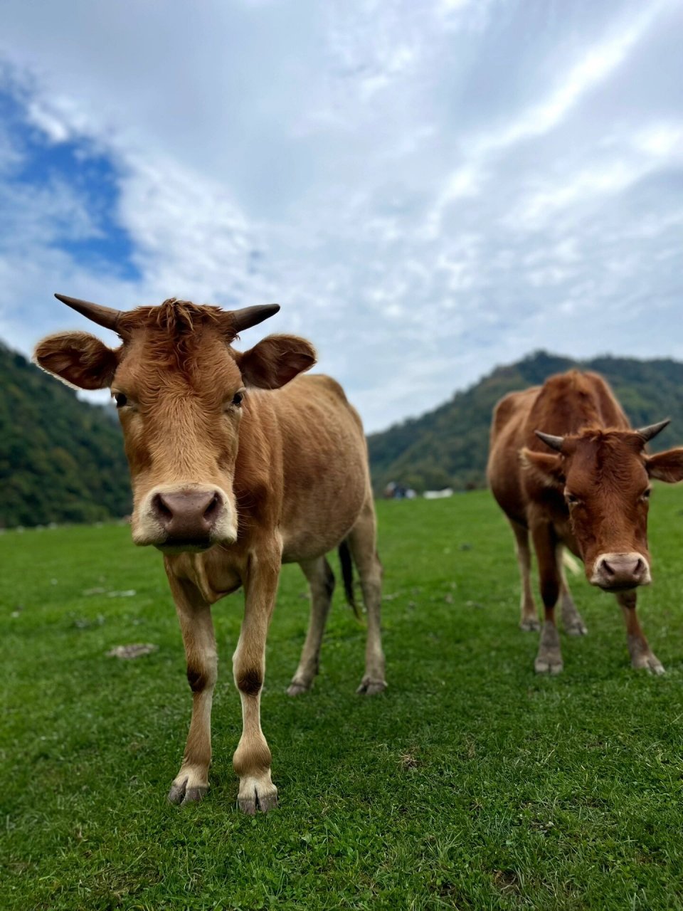 留坝99狮子沟牧场 07秋天第一站 99汉中留坝狮子沟牧场 生态