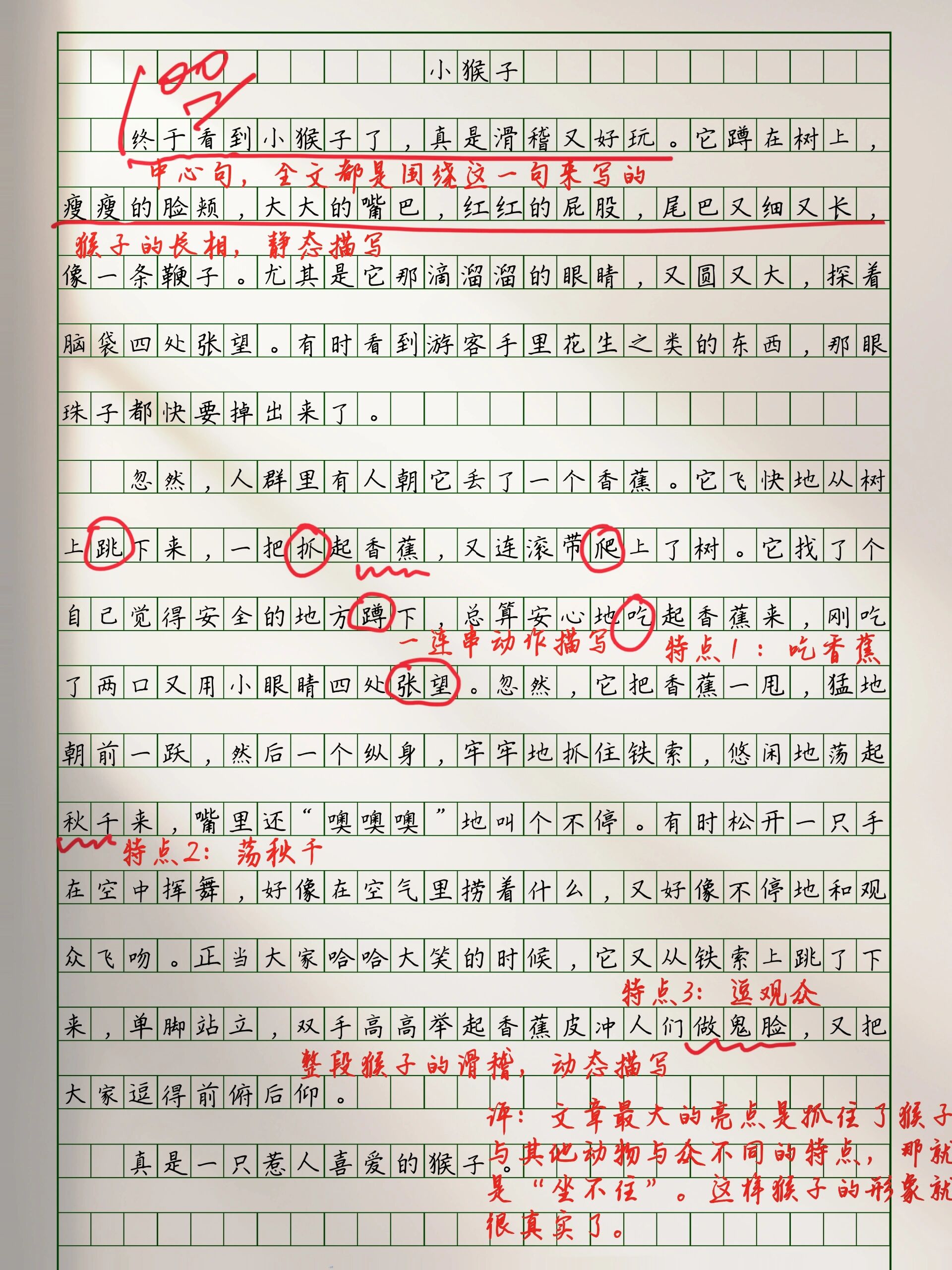 每日拆解小学生高分作文怎么写猴子?