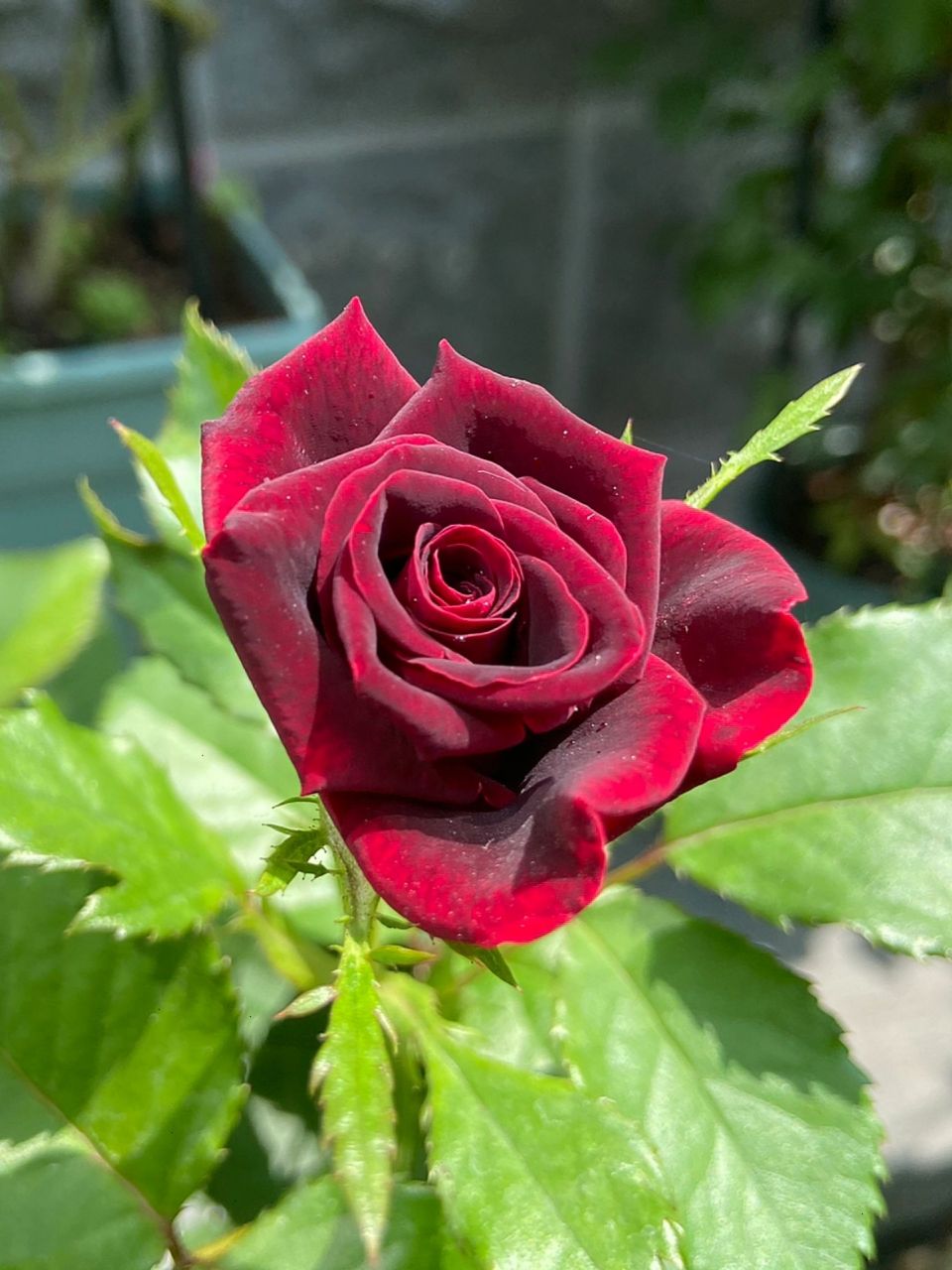 我和我的100颗月季之紫罗兰 39号选手:紫罗兰 没有黑巴克,那就入棵