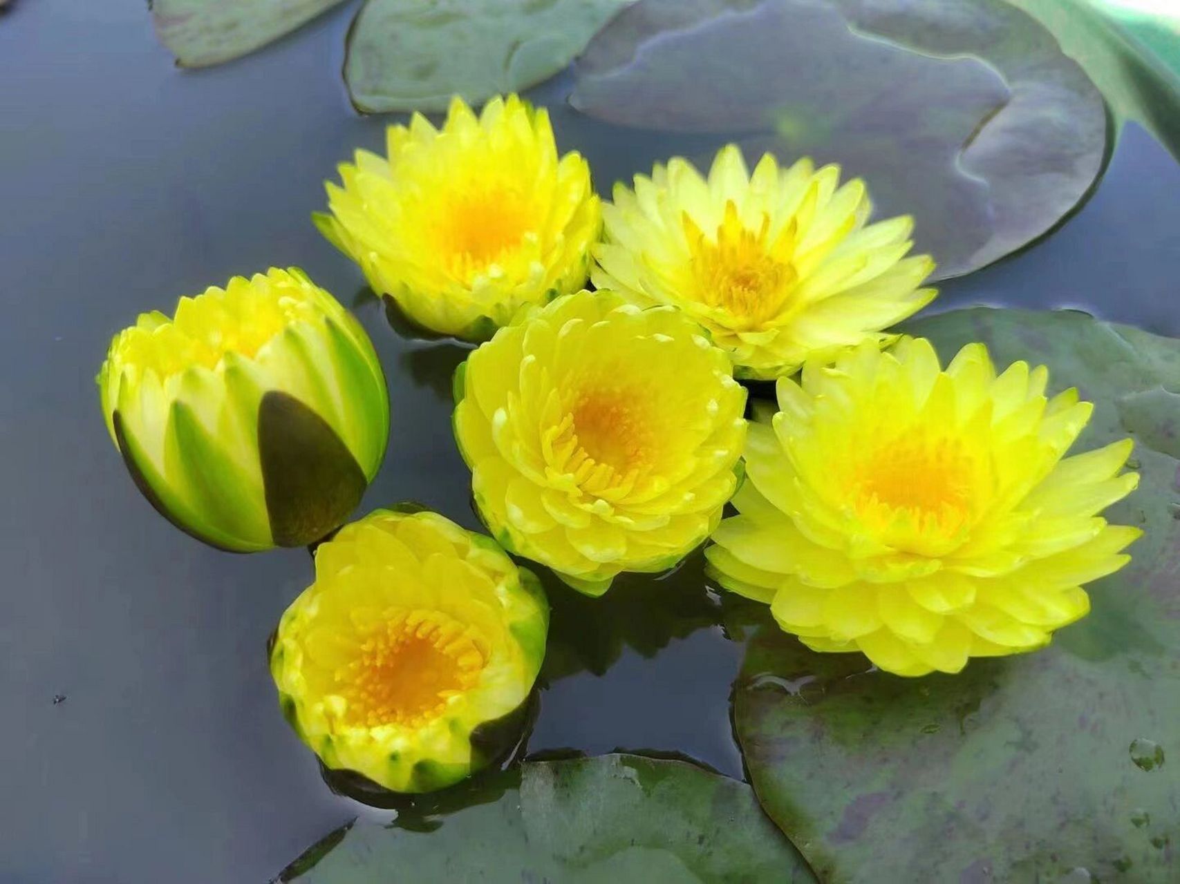 完美花型 睡莲普拉卡    大型耐寒品种,45cm以上外盆口径直接种植,或