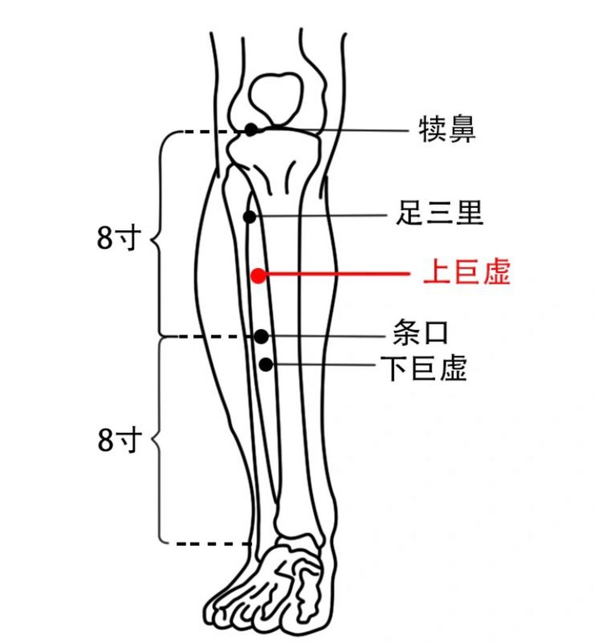 上巨虚的位置图片