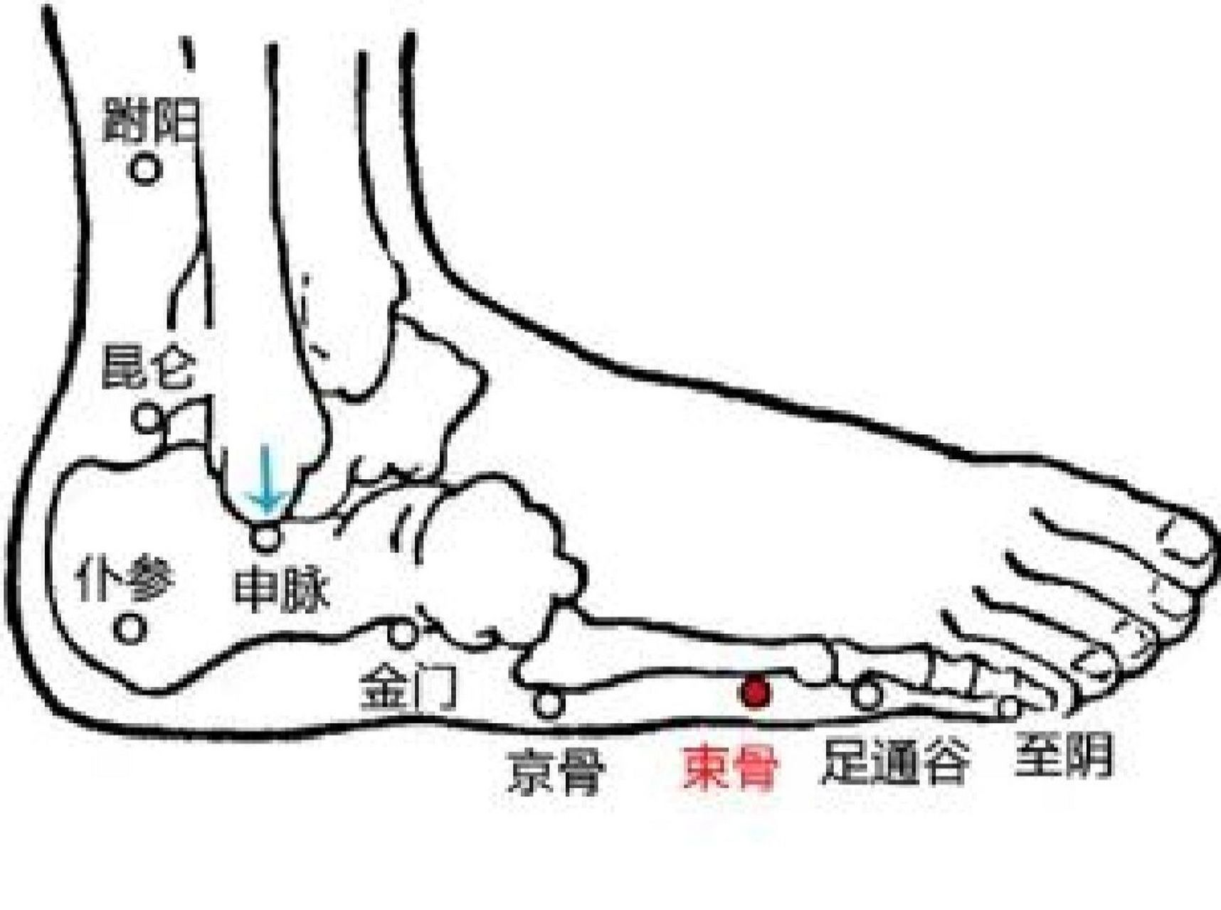 束骨的准确位置图主治图片