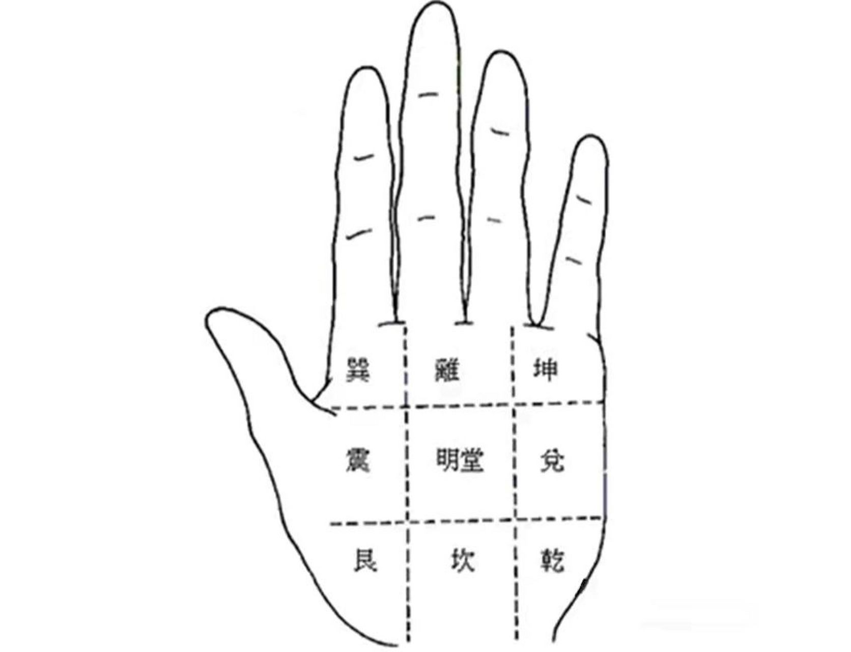 健康的乾位应隆起,饱满而富有弹性,色泽红润,无杂