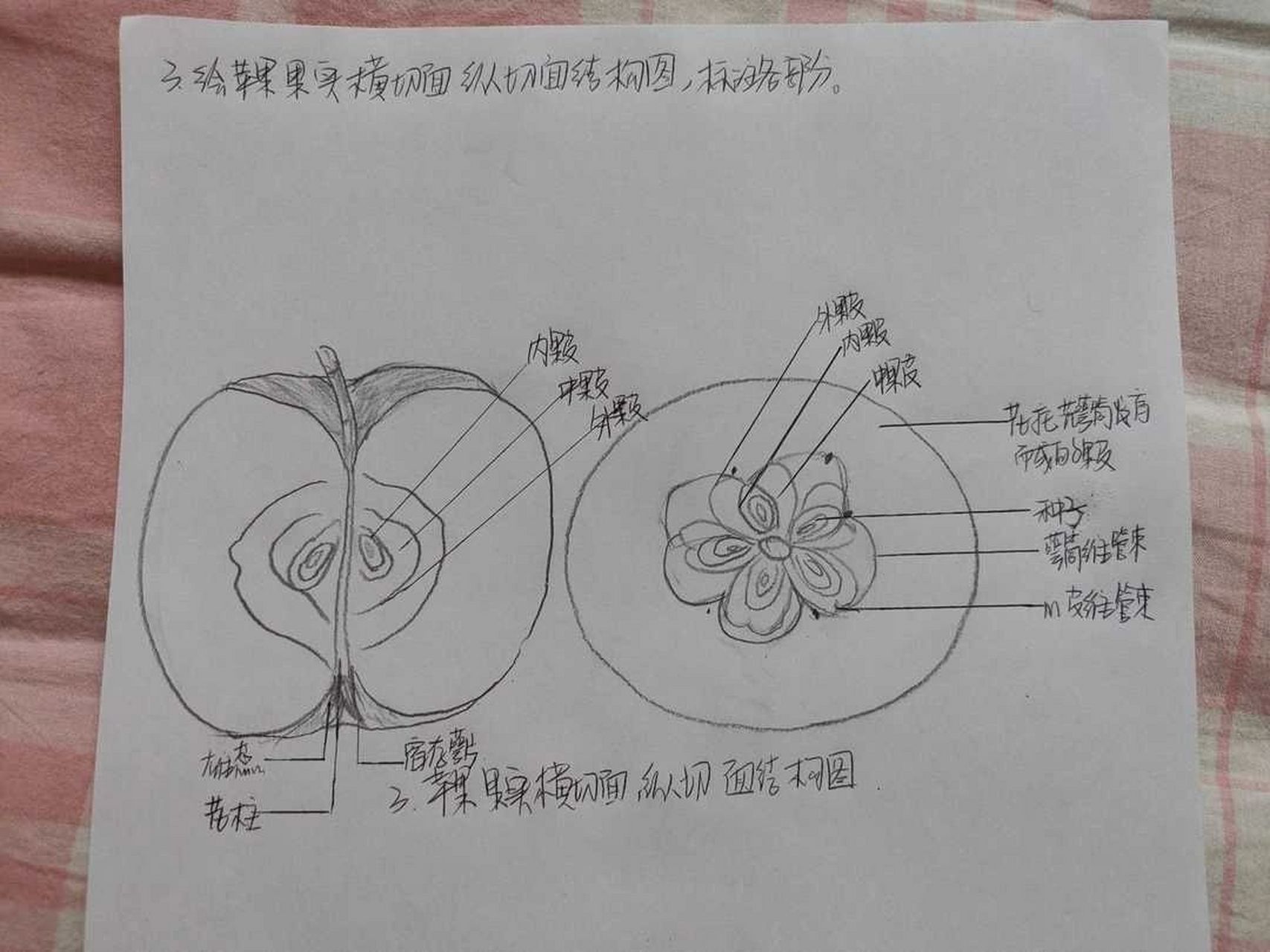 苹果花的结构图图片
