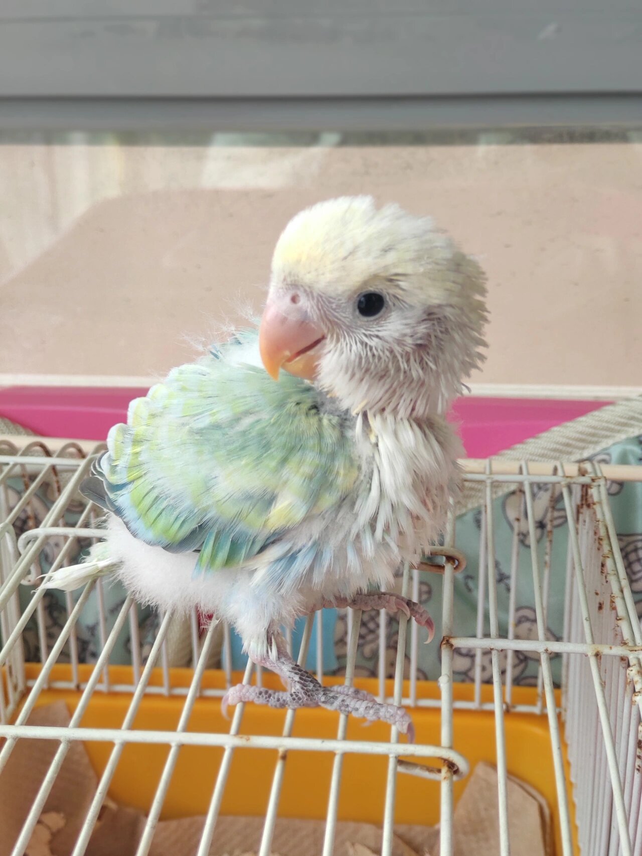 牡丹鹦鹉～杂毛绿闪派 我就是杂毛,有什么关系?