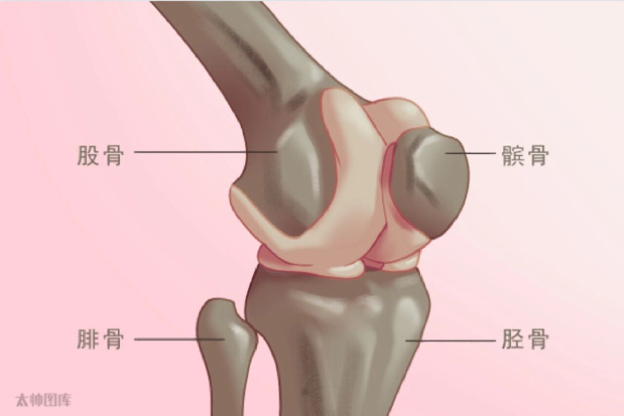 肘关节,膝关节解剖图