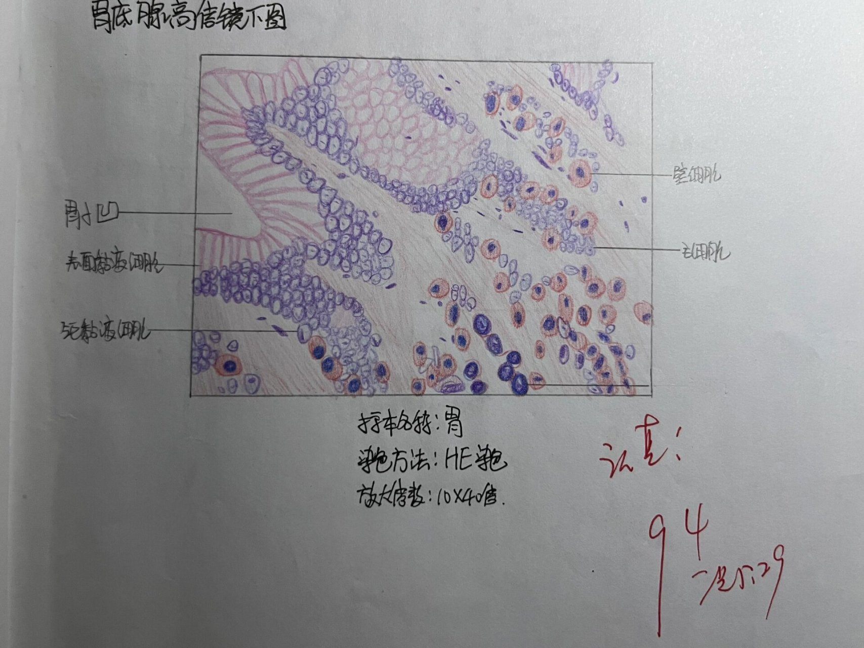 要结课了发一下,比较贴合实际不太算红蓝铅笔( p2 单层立方上皮 p3 中