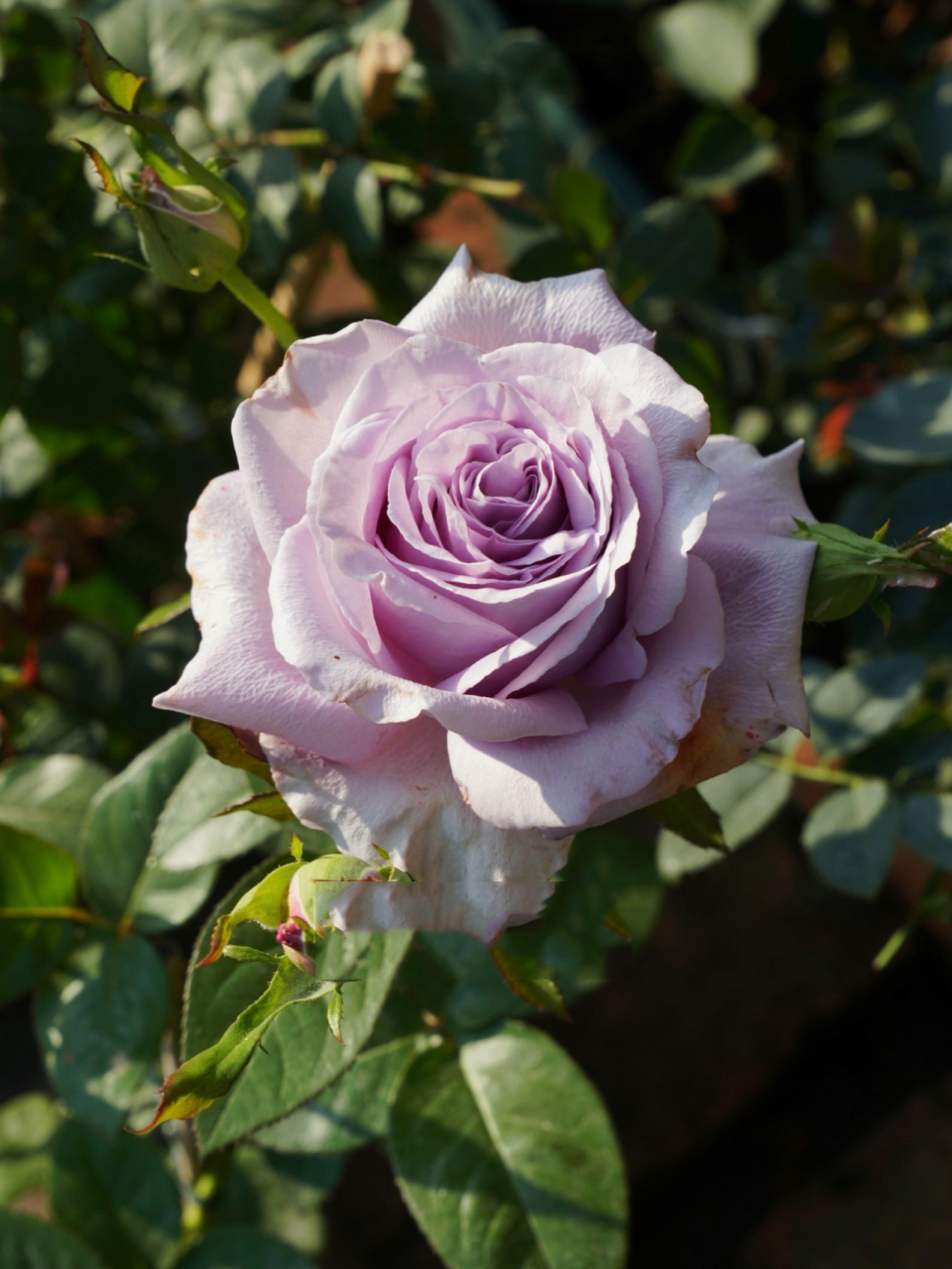 【ラグジュアリー天然香水月季】瞎买的切花月季 该切花月季日文名字