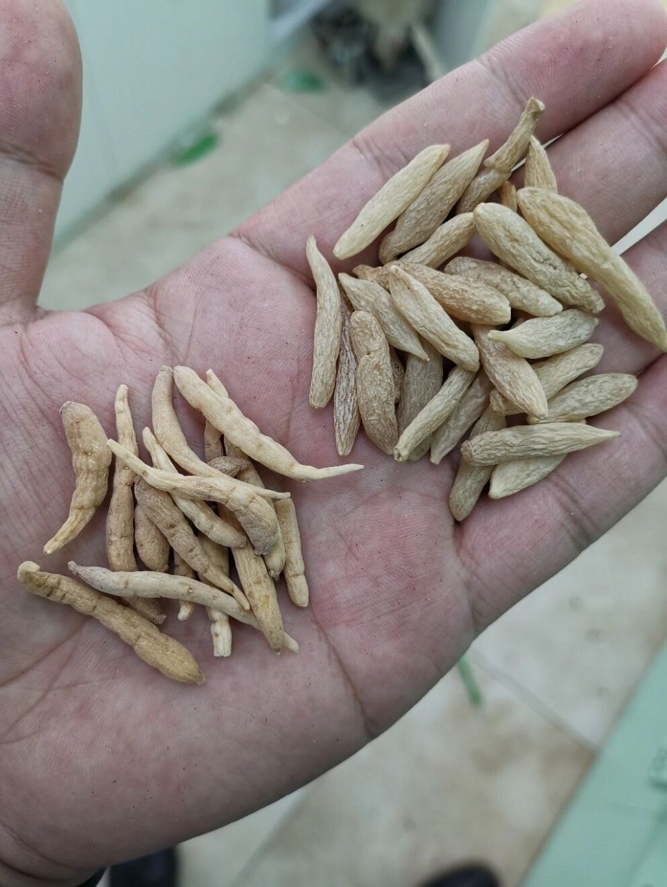 麦冬和太子参