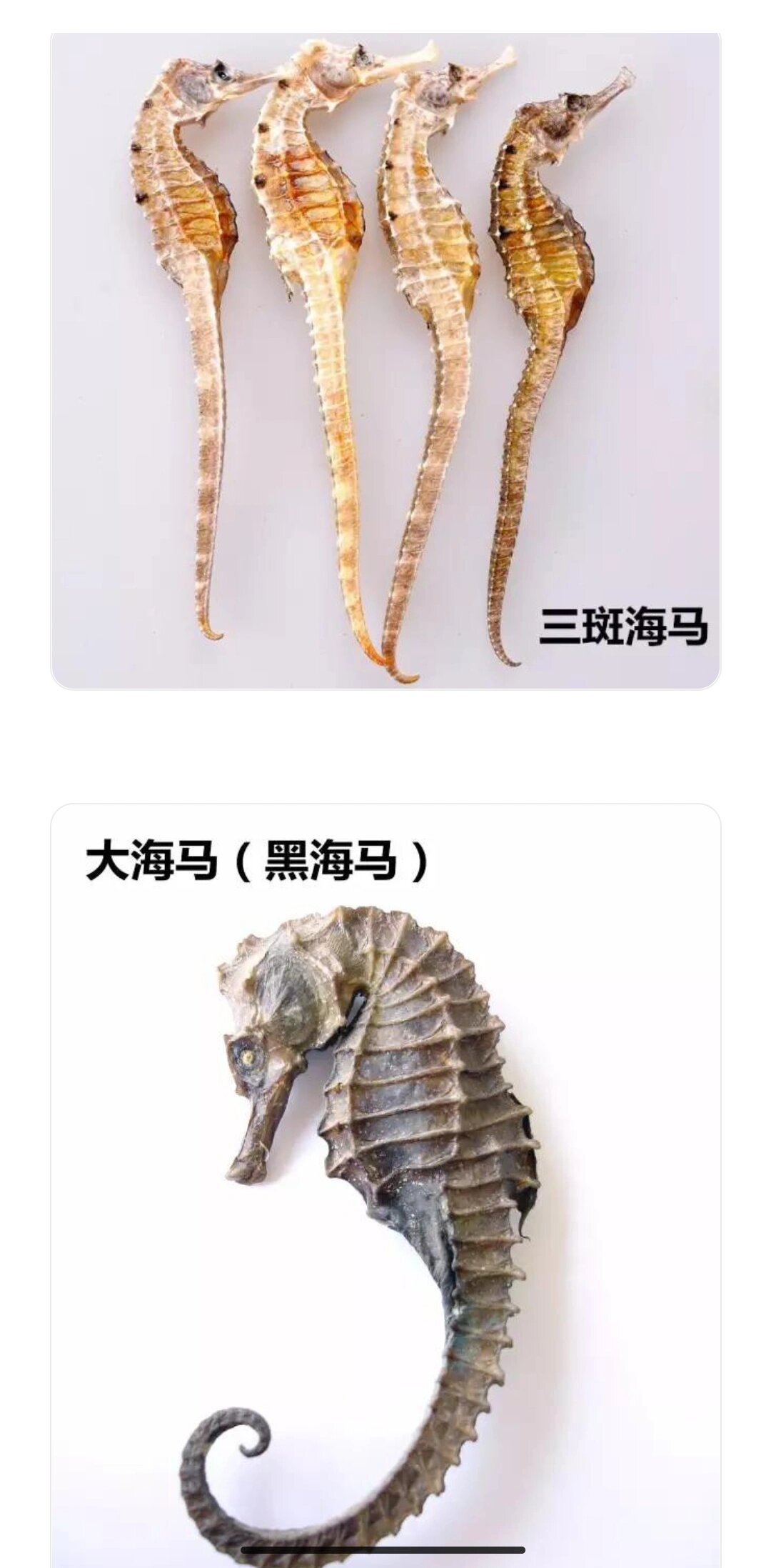 【科普:海马的种类】 市面上zui靓的是——三斑清水海马.