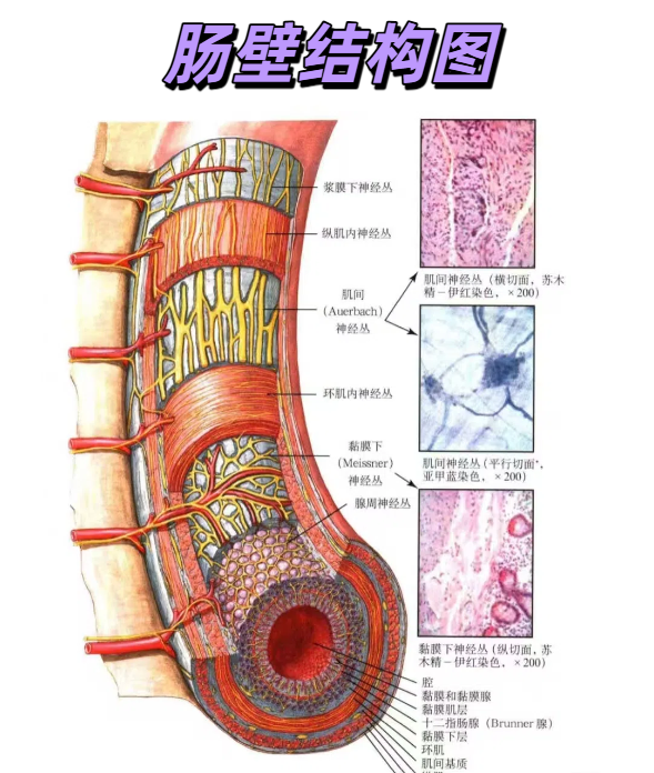 肠壁从外到内分为四层:浆膜层,固有肌层,粘膜下层和粘膜层