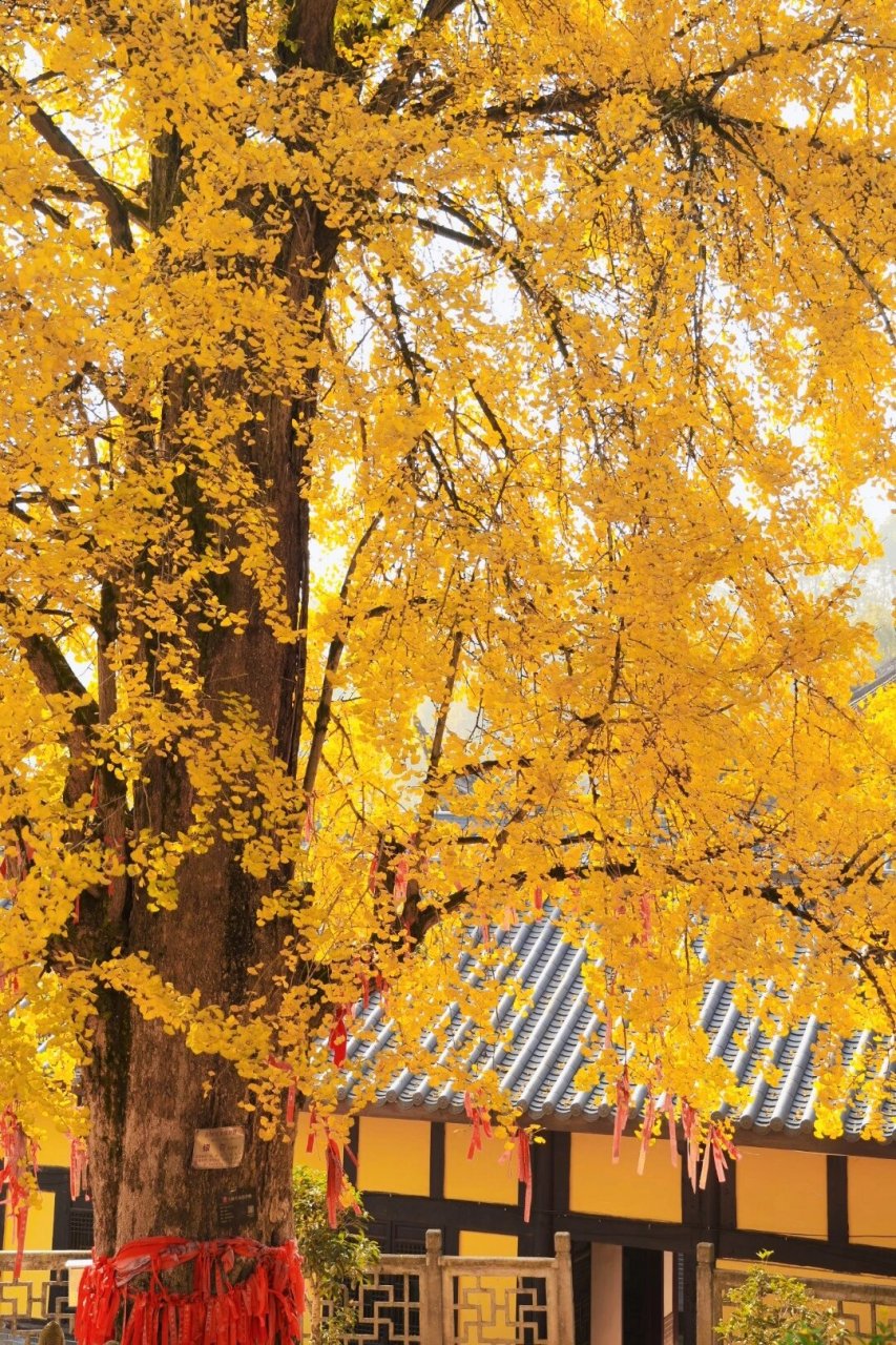 重庆天星寺的千年银杏最佳观赏期到了 重庆天星寺的千年银杏最佳观赏