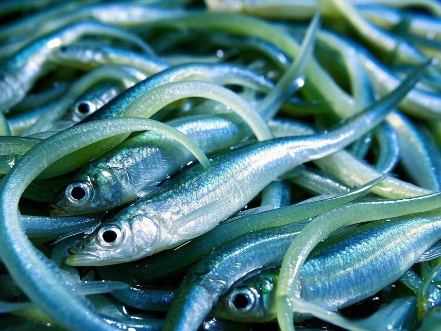 一群有故事的"面条鱼"