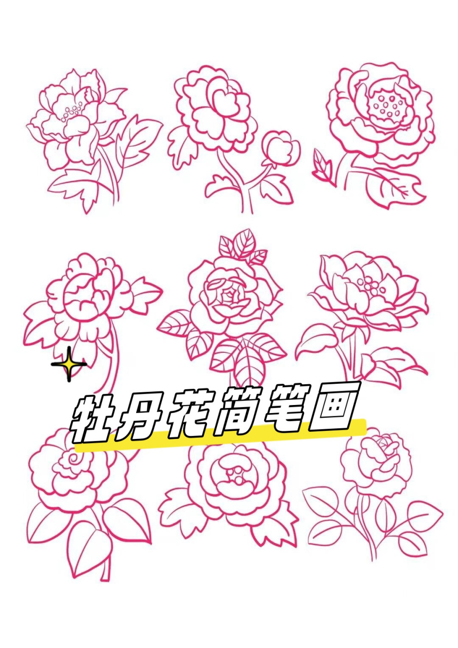 牡丹花简笔画 牡丹花,被誉为"花中之王",以其富丽堂皇的花朵和芬芳的