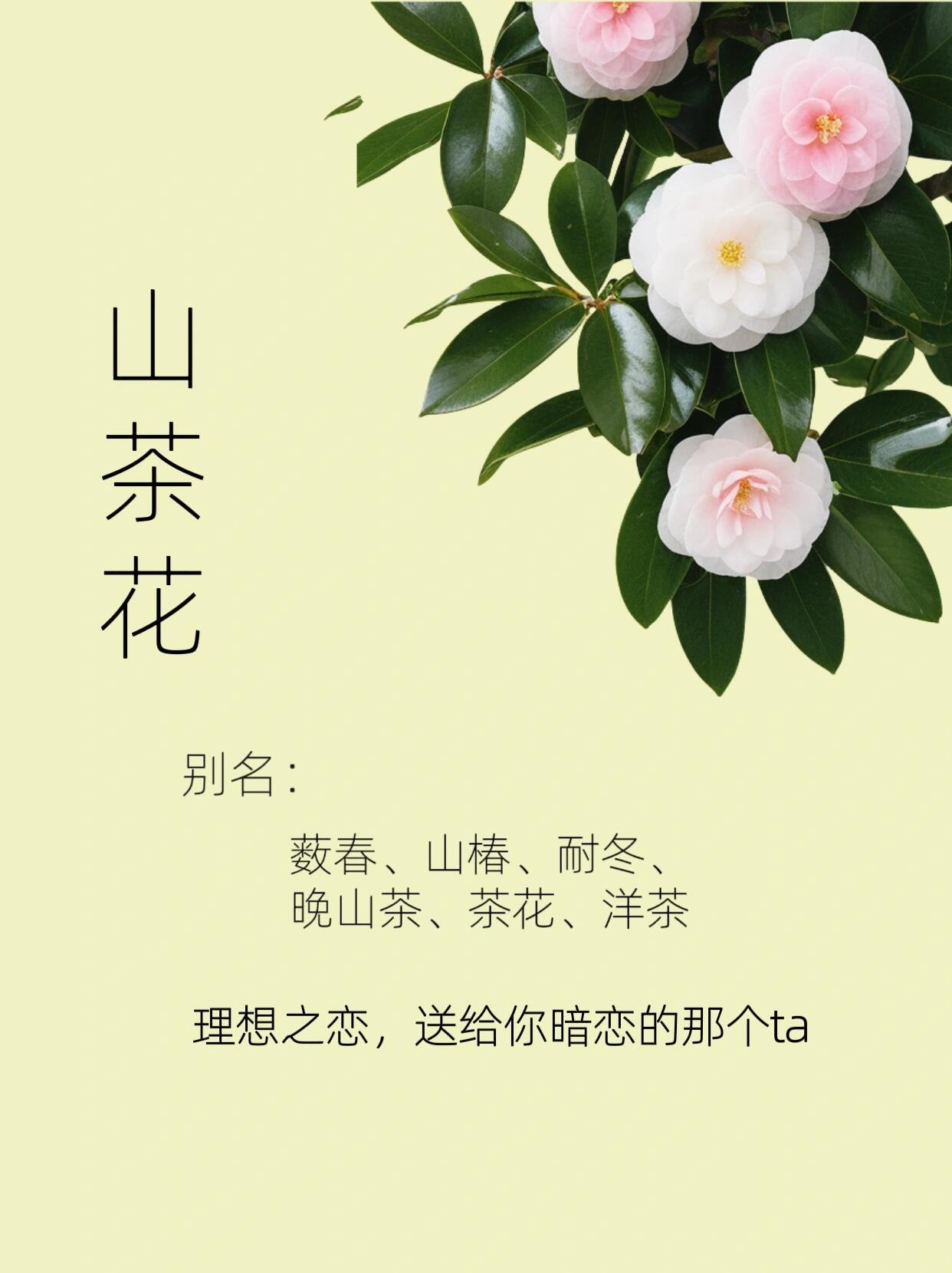 山茶花的资料外形图片