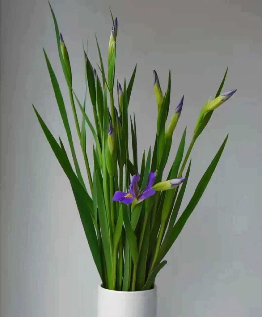 鸢尾花也是寓意着光明和自由的花 鸢尾花的花语为爱的使者,优雅的心