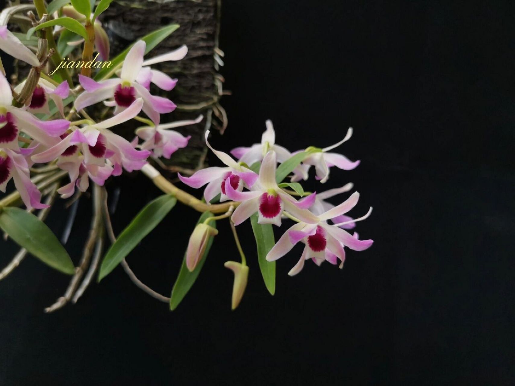 黑金石斛 石斛兰,黑金石斛(金钗x铁皮),几年前邻居兰友分享的高芽