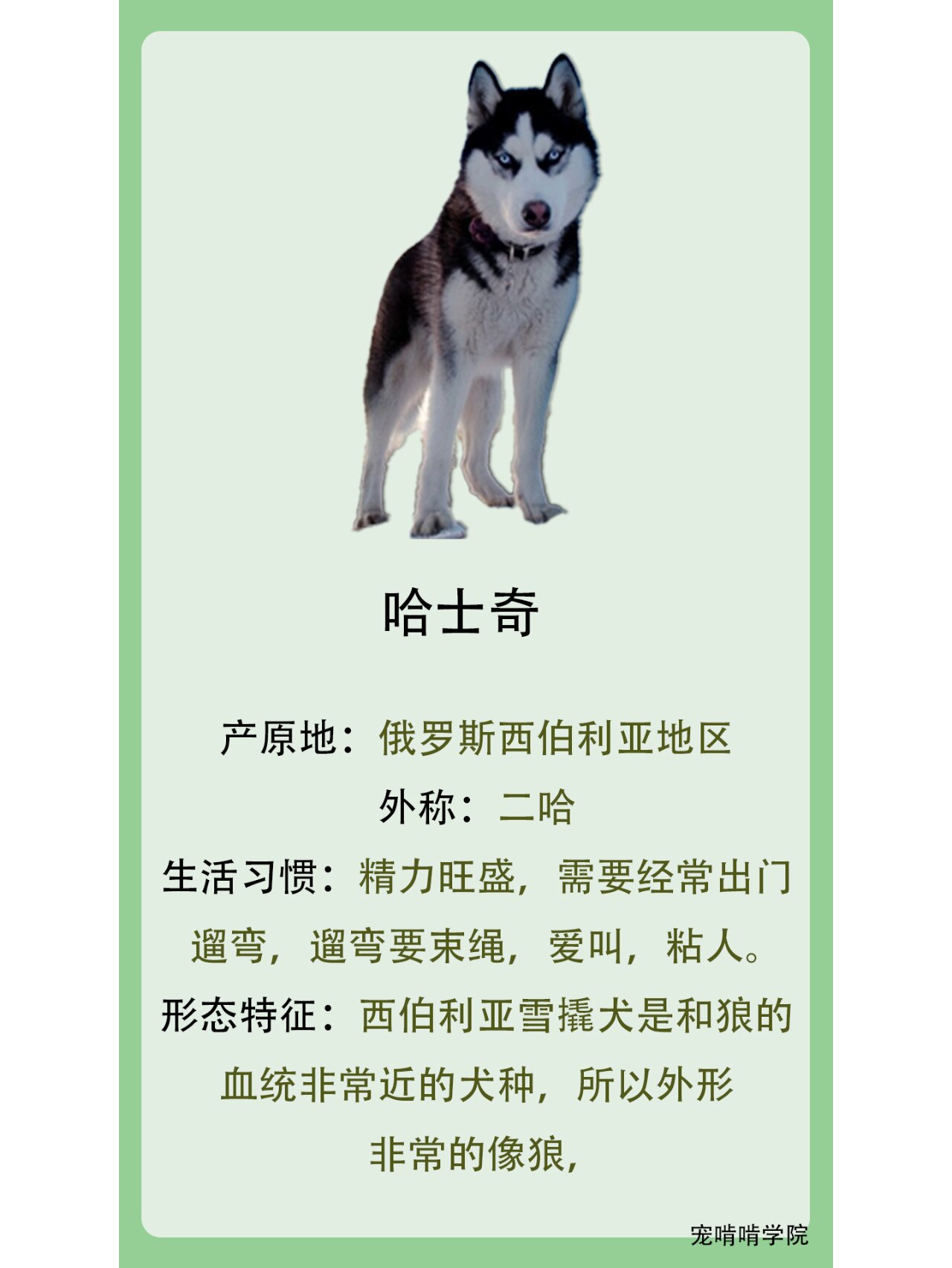 日常最常见的6种中型犬, 你喜欢哪个