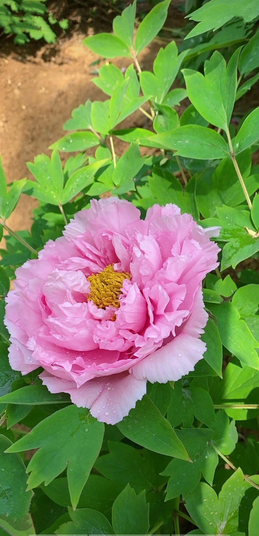 带露珠的牡丹花