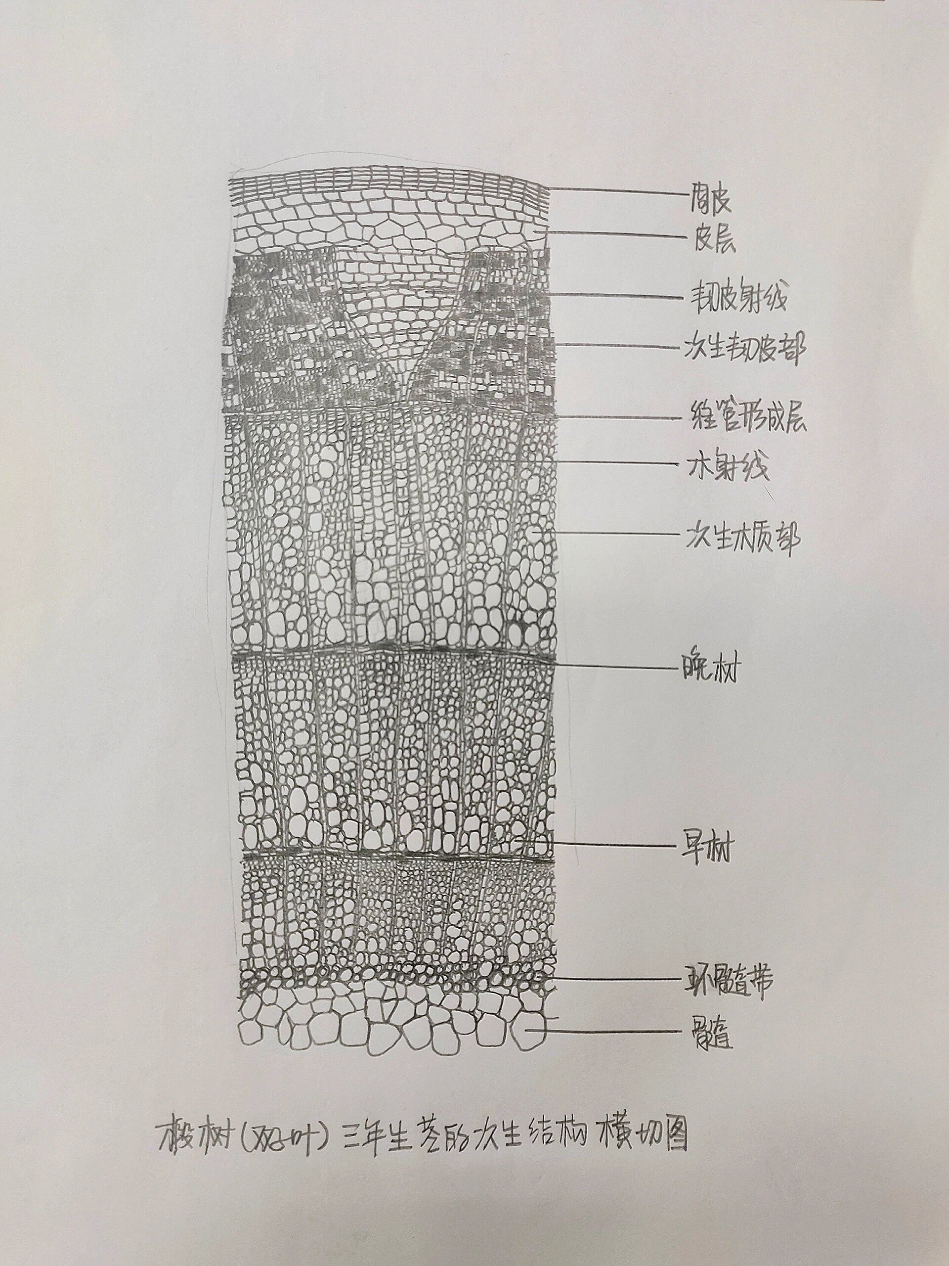 椴木茎横切面详图图片