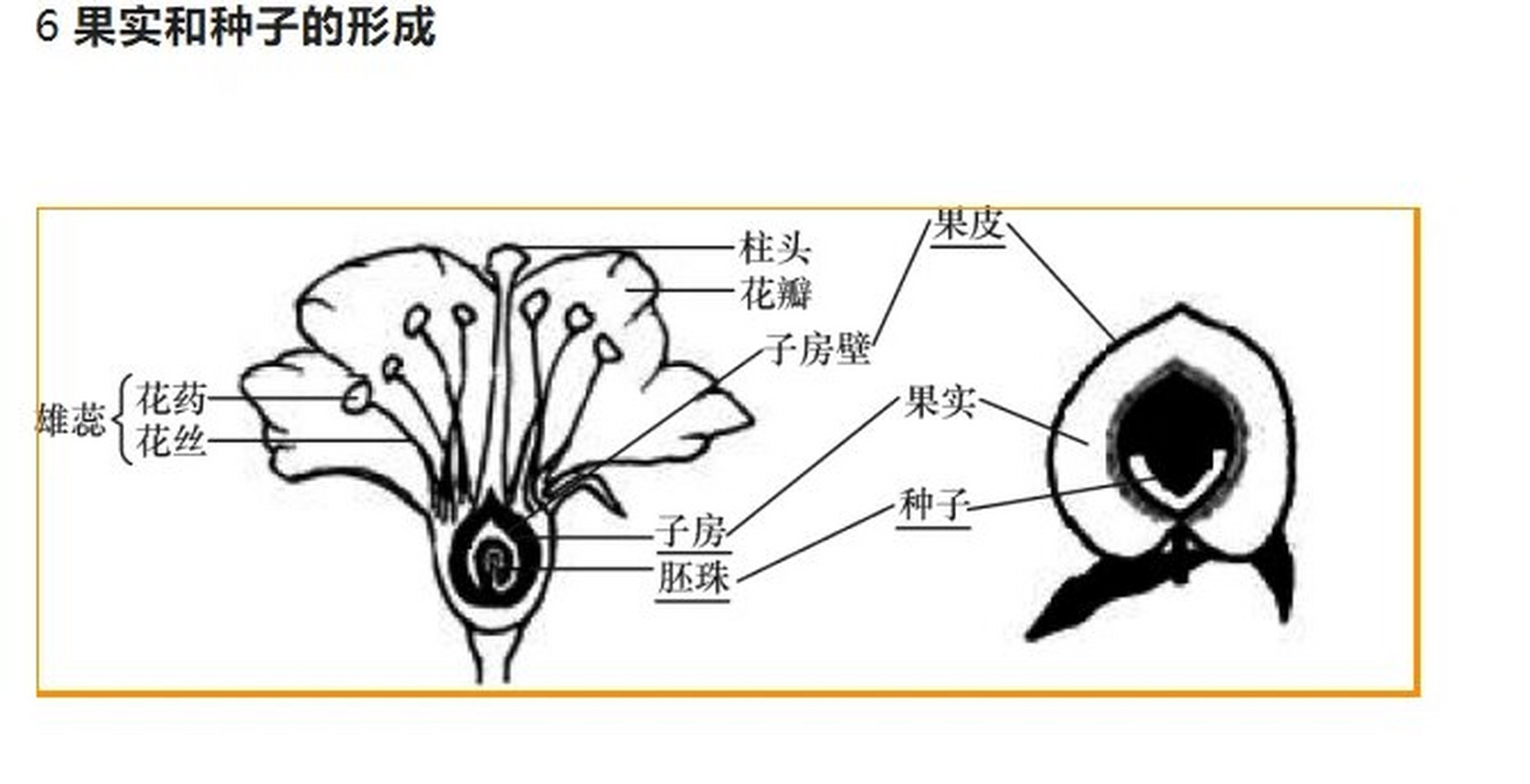 初中25个必记图-6果实和种子的形成 一天一个必记图,25天搞定初中结构