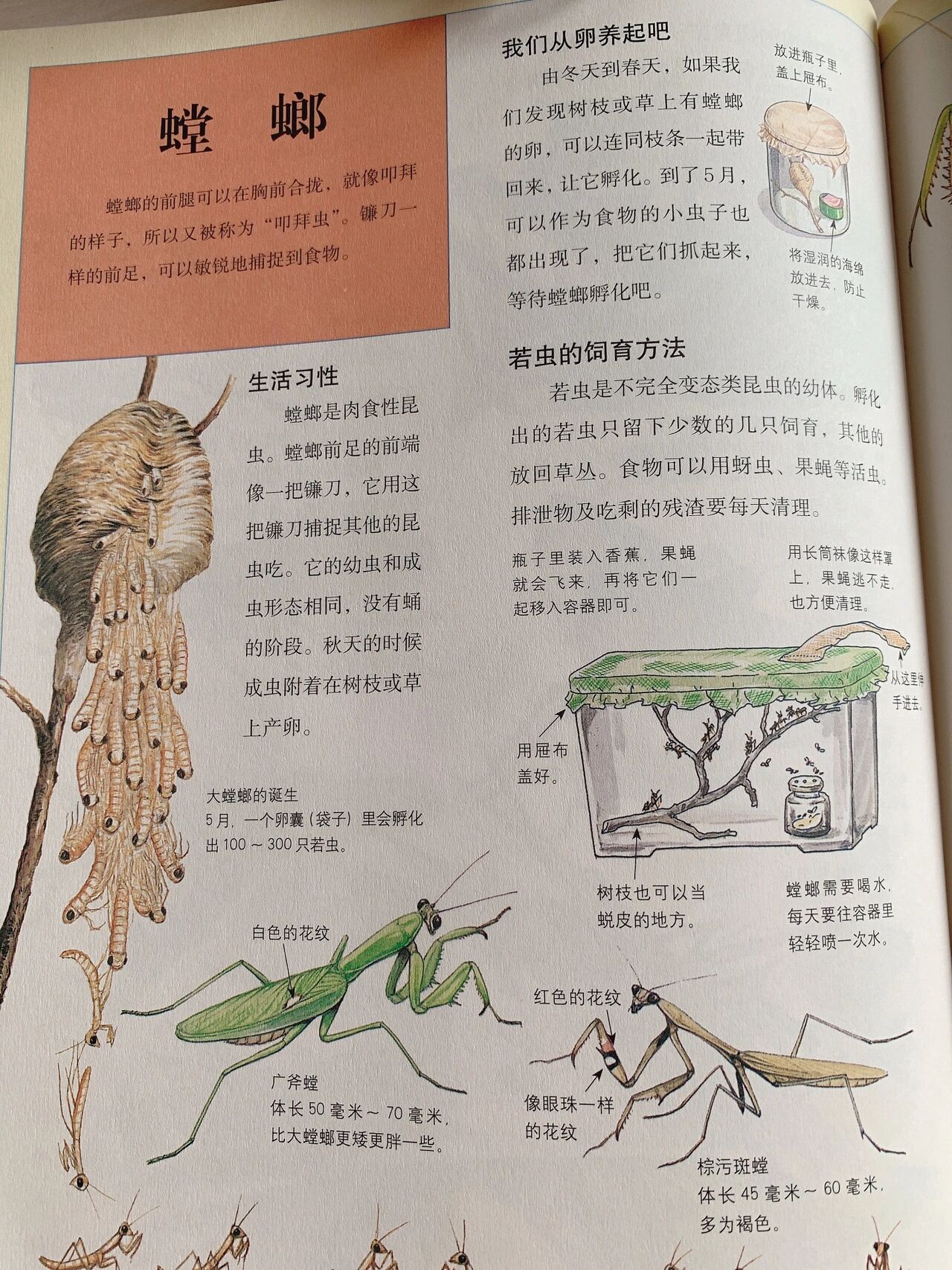 螳螂妈妈产卵了(在凌晨) 螳螂妈妈的生命周期也快结束了 宝宝明年春天