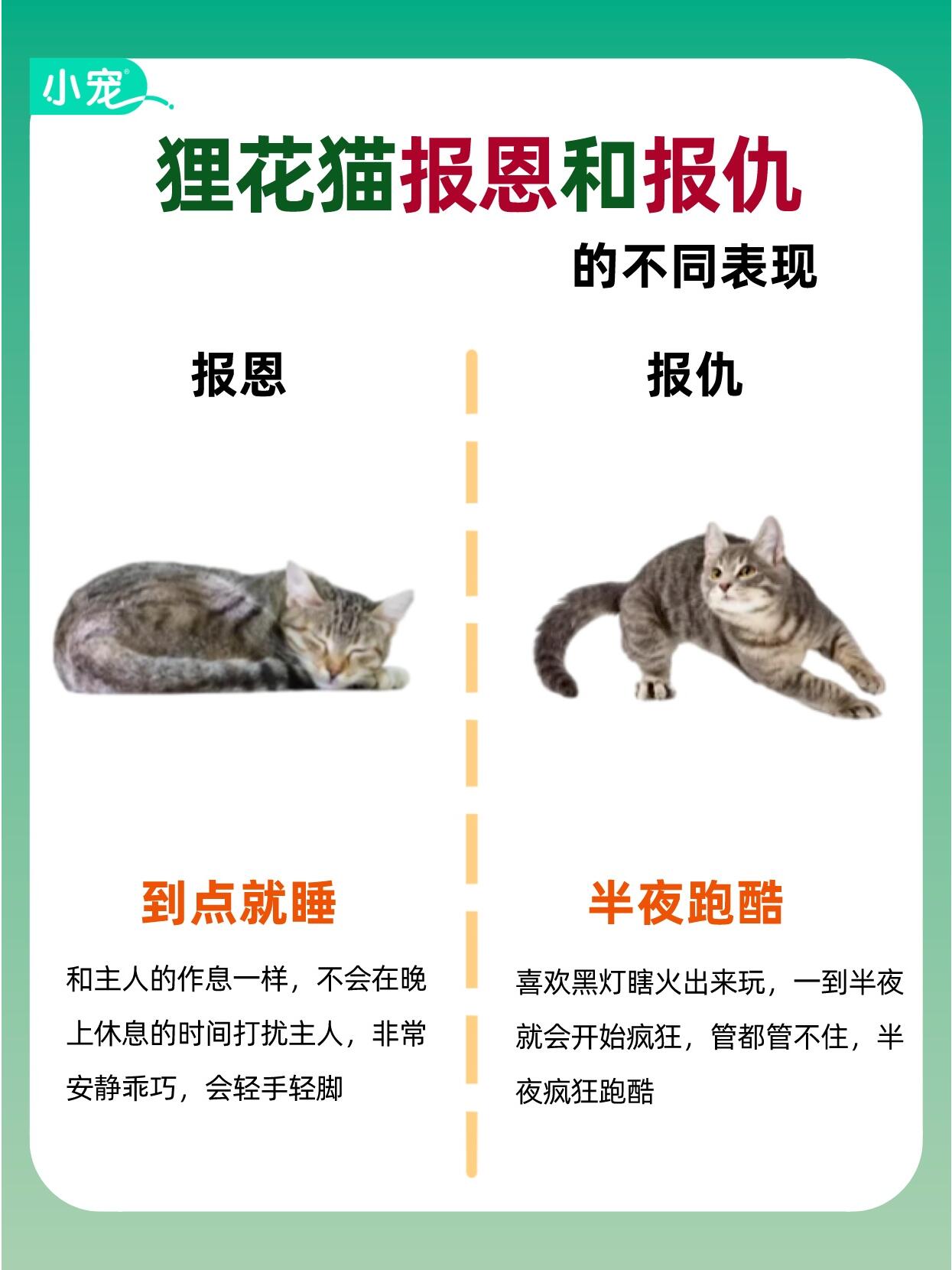 狸花猫寿命图片