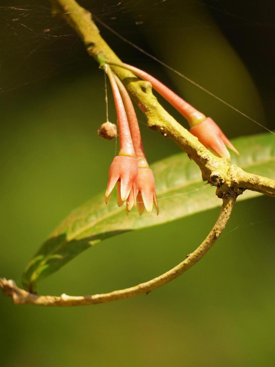 97 植物:缅甸树萝卜 91 科属:杜鹃花科树萝卜属  植物笔记: 缅甸