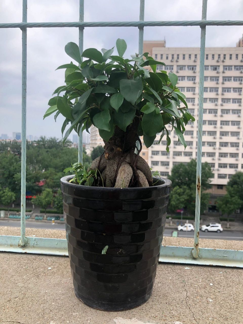 修剪后小伙精神多了,自认为还不错 之前看过一个视频讲如何修剪榕树