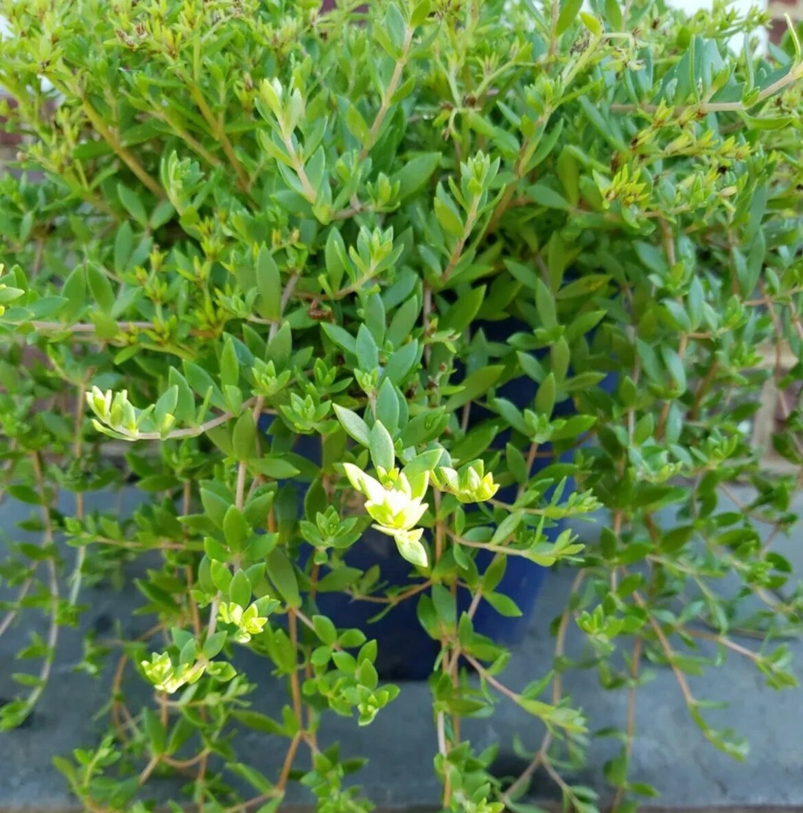 垂盆草 sedum sarmentosum 养肝草