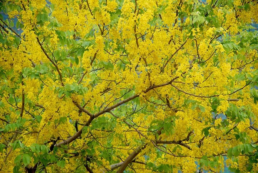 它于1952年被正式宣布为国树