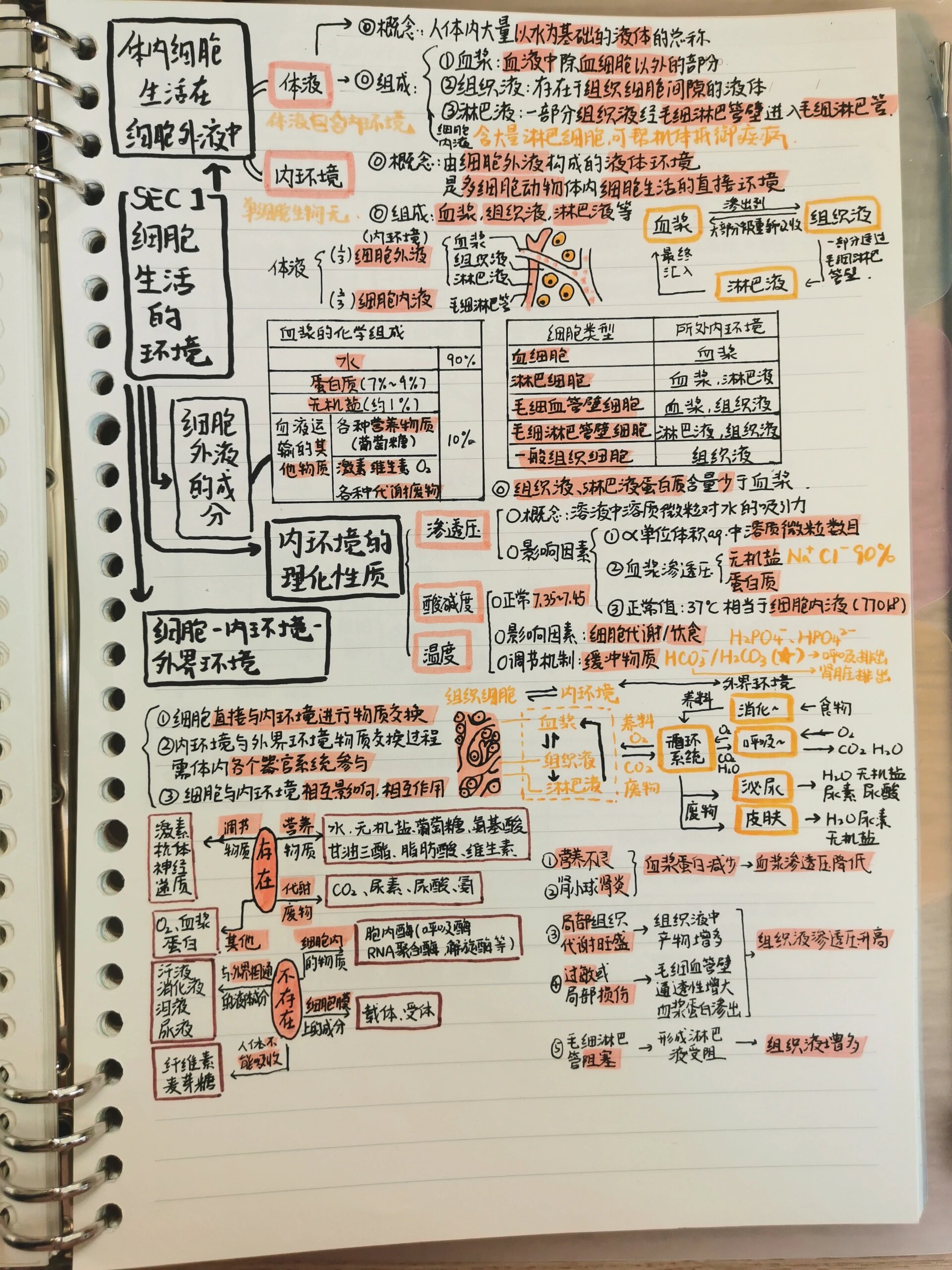 内环境思维导图图片